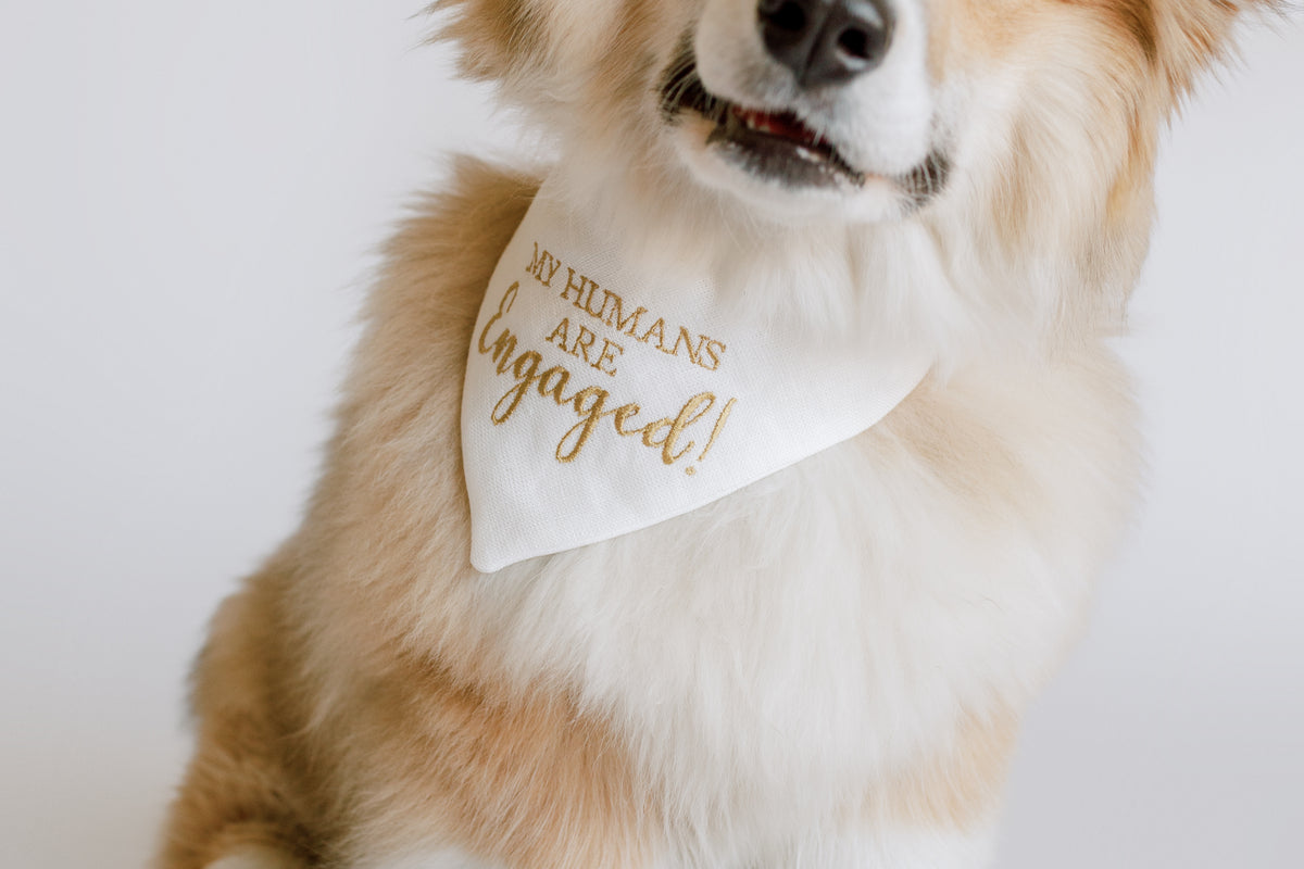 Dog wearing a bandana with 'My humans are engaged!' text on a white background
