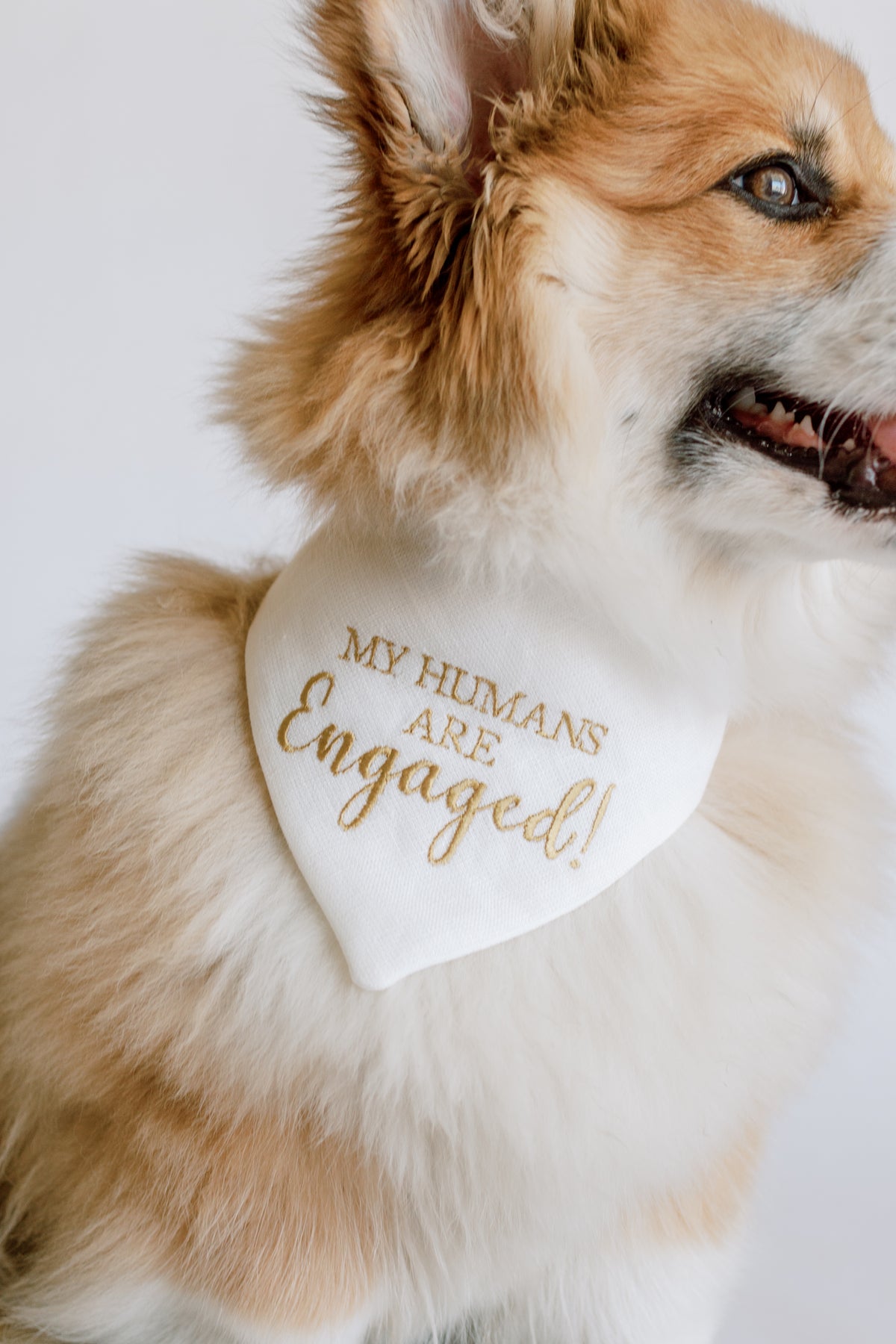 Dog wearing a bandana with 'My Humans Are Engaged!' text on a white background