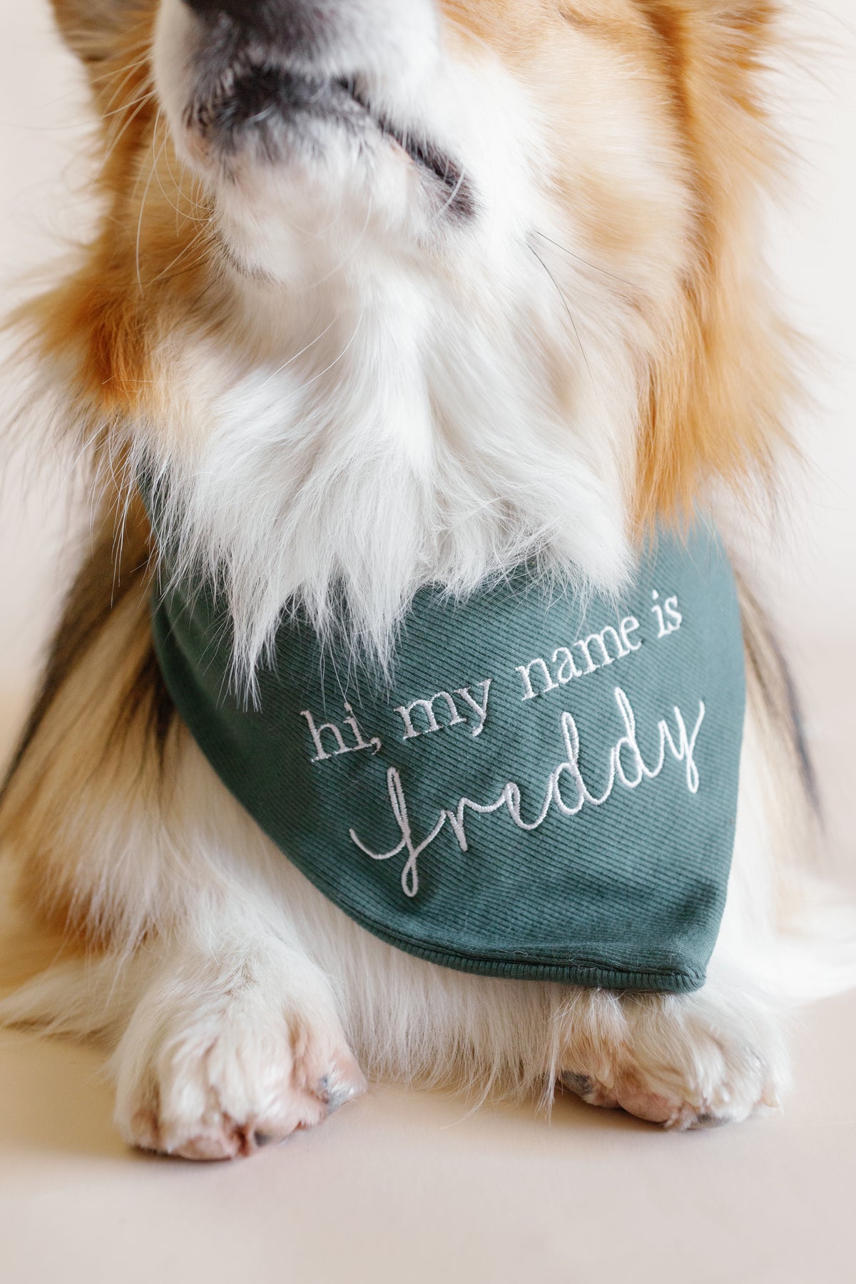 Dog wearing a green bandana with 'hi, my name is Freddy' text on a light background