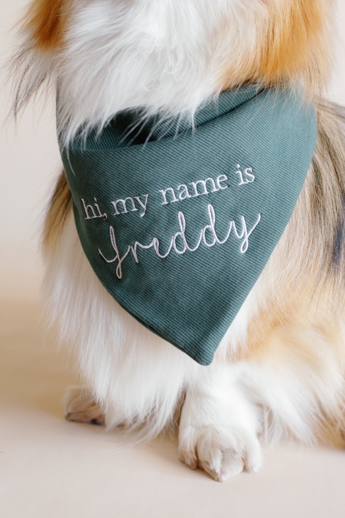 Dog wearing a green bandana with 'hi, my name is Freddy' text on a light background