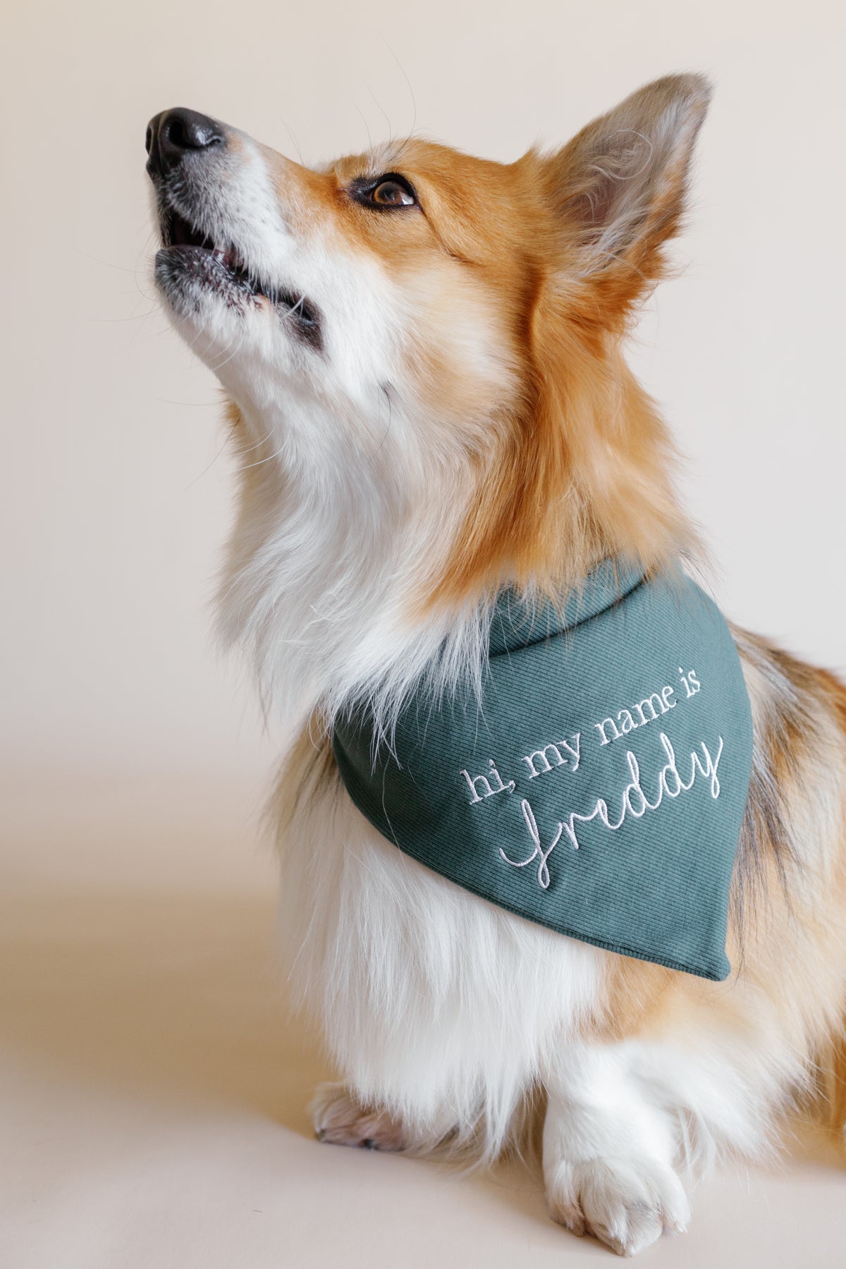 Dog wearing a green bandana with 'Hi, my name is Freddy' text on a plain background