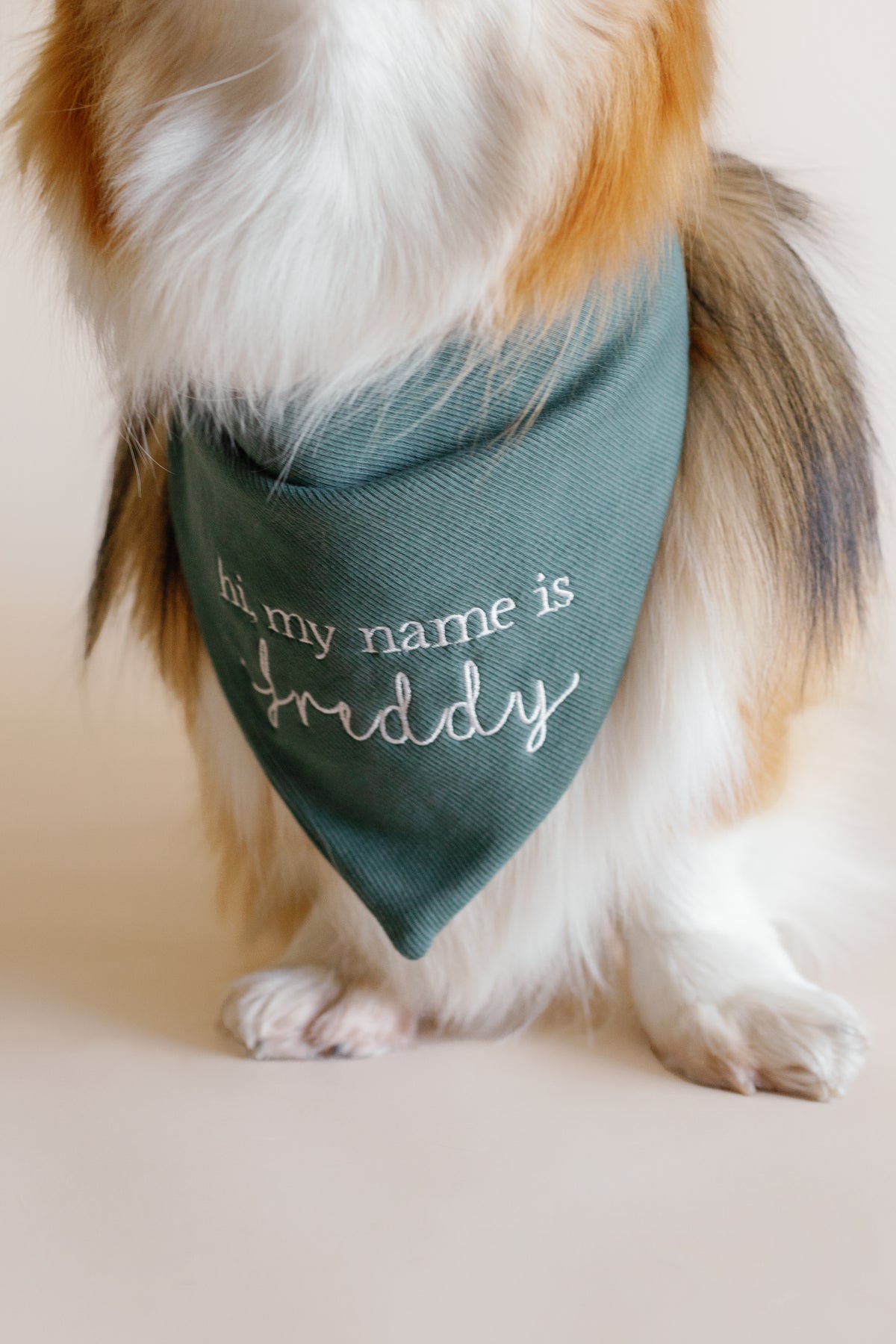 Dog wearing a green bandana with 'Hi my name is Freddy' text on a light background