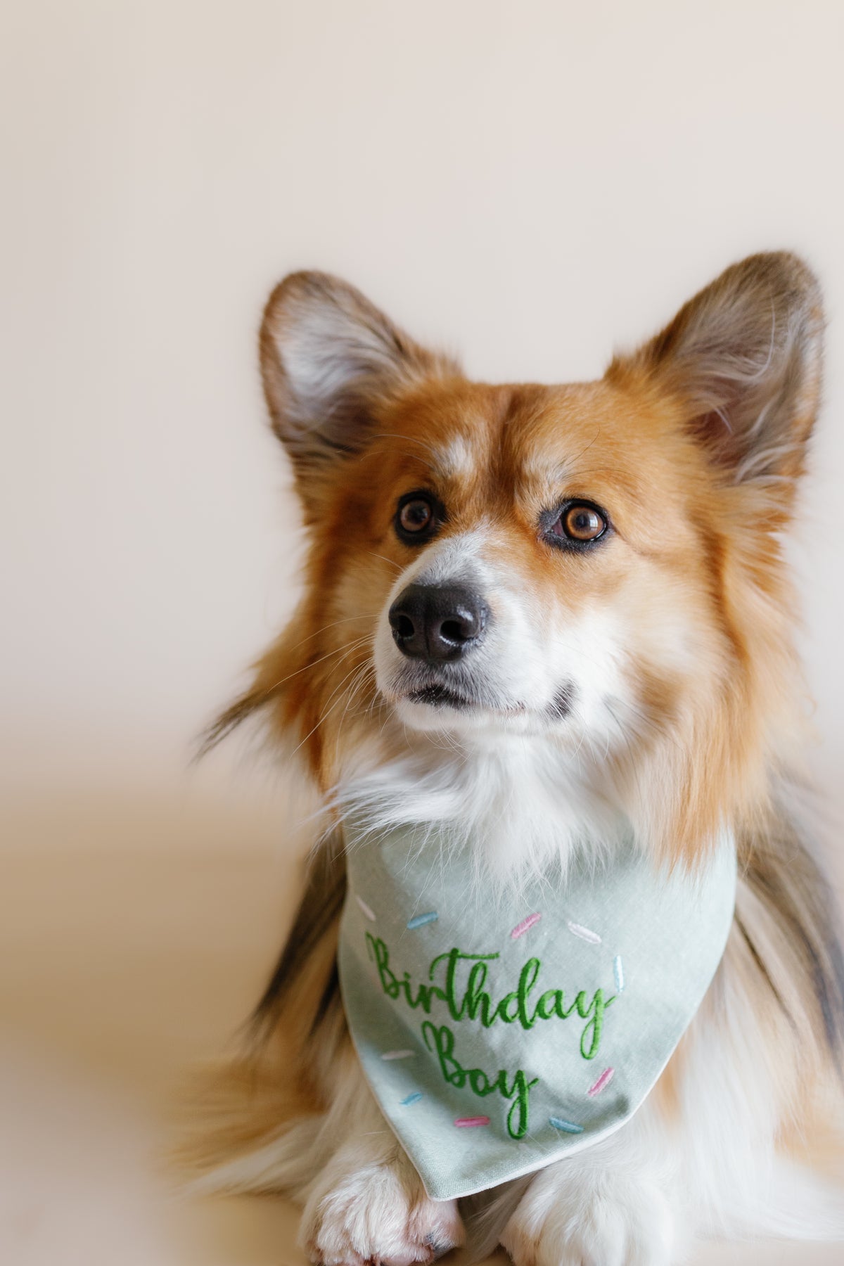 Dog wearing a 'Birthday Boy' bandana on a plain background
