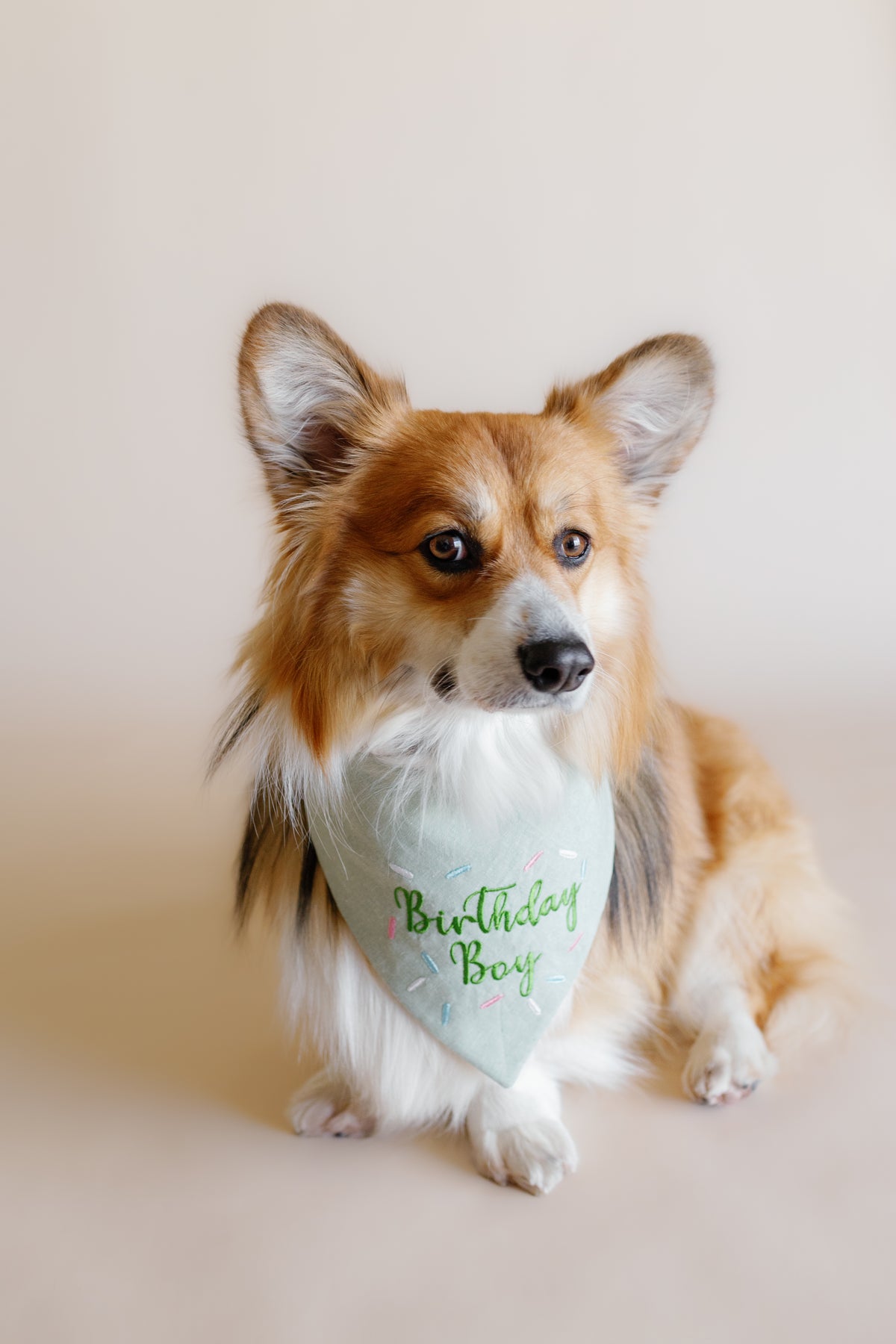 Dog wearing a 'Birthday Boy' bandana on a plain background
