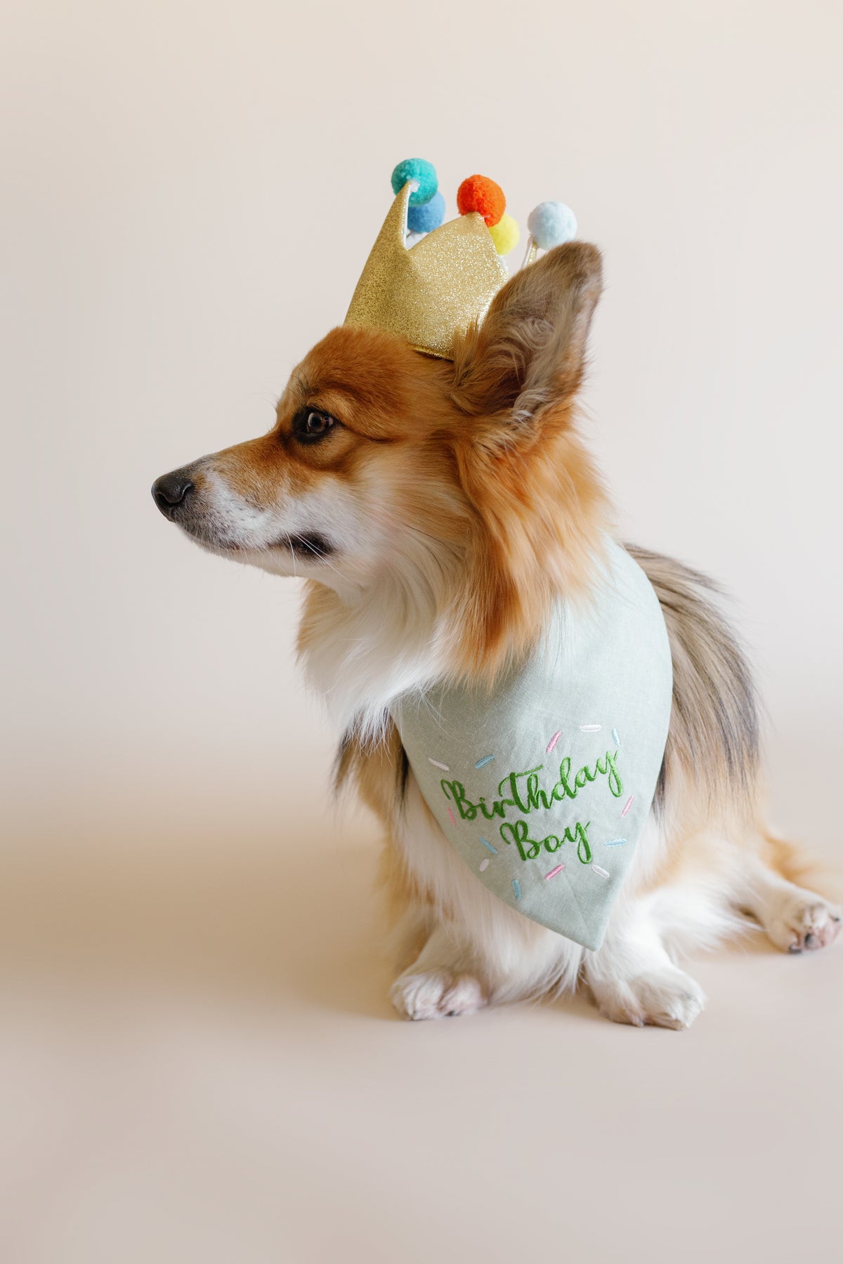 Dog wearing a 'Birthday Boy' bandana and a small crown on a plain background