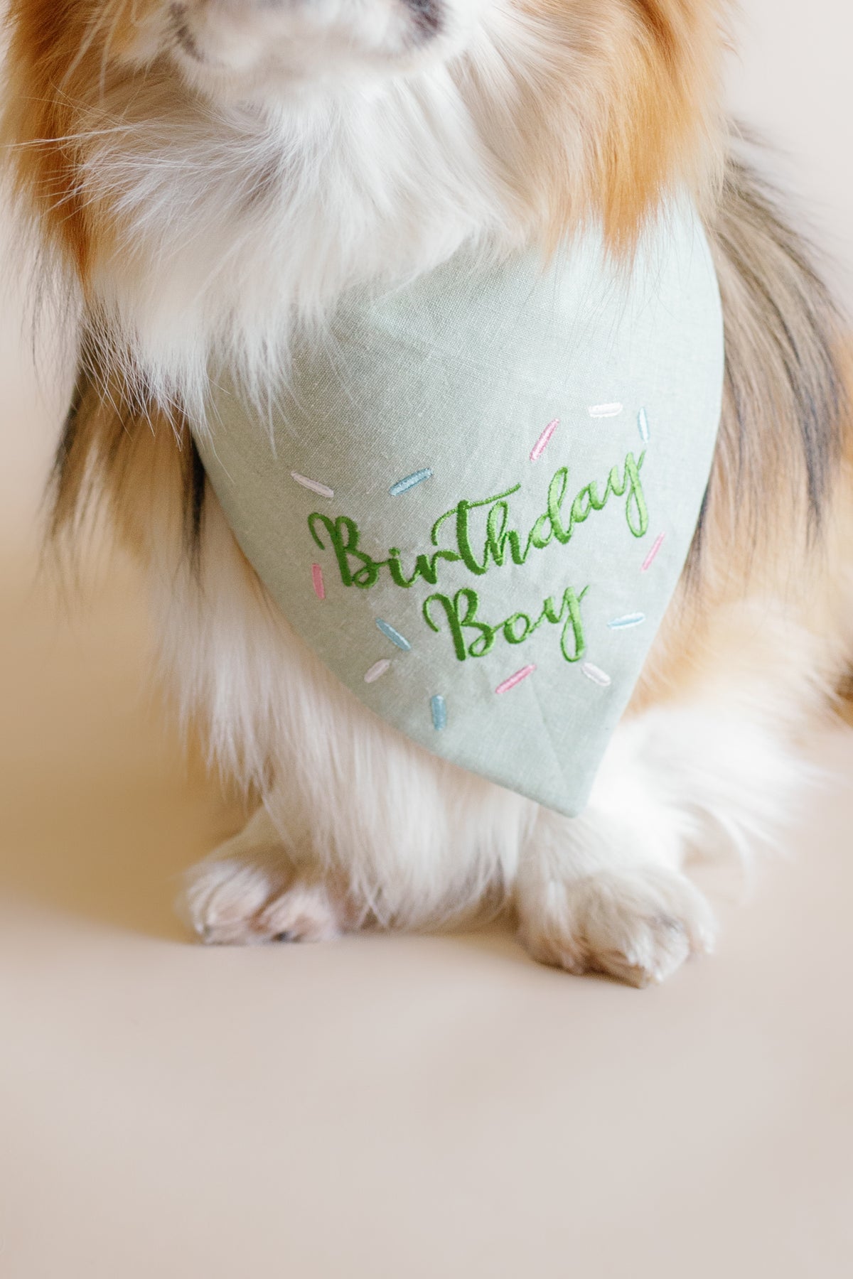 Dog wearing a 'Birthday Boy' bandana on a light background