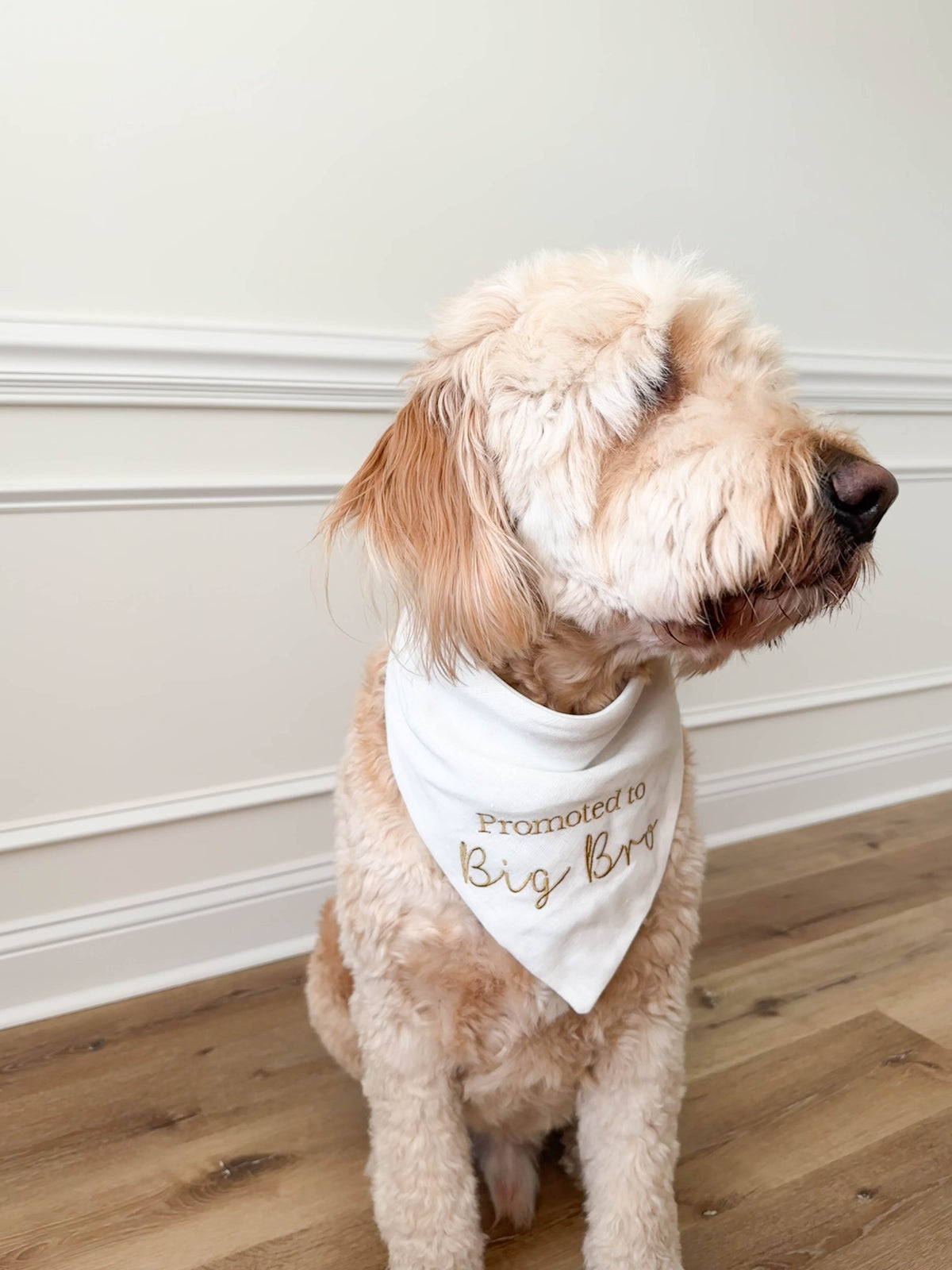 Dog wearing a bandana with 'Promoted to Big Bro' text on a wooden floor.