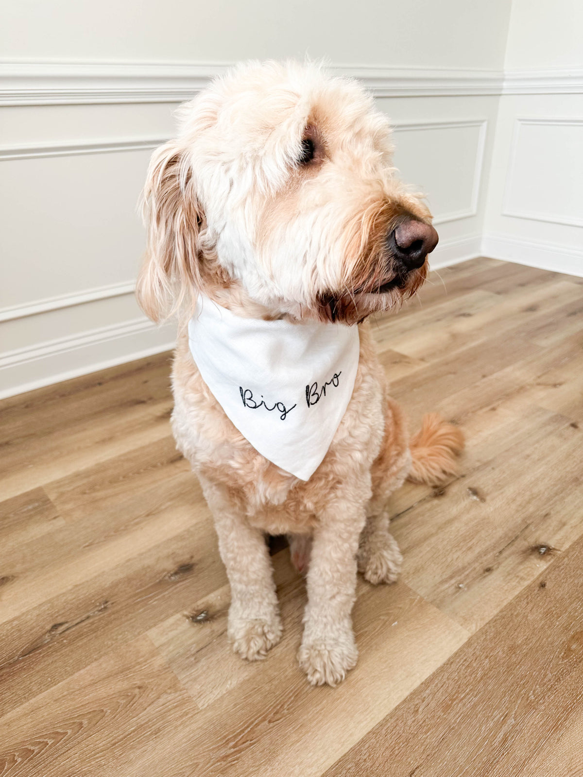 Dog wearing a bandana with 'Big Bro' text on a wooden floor.