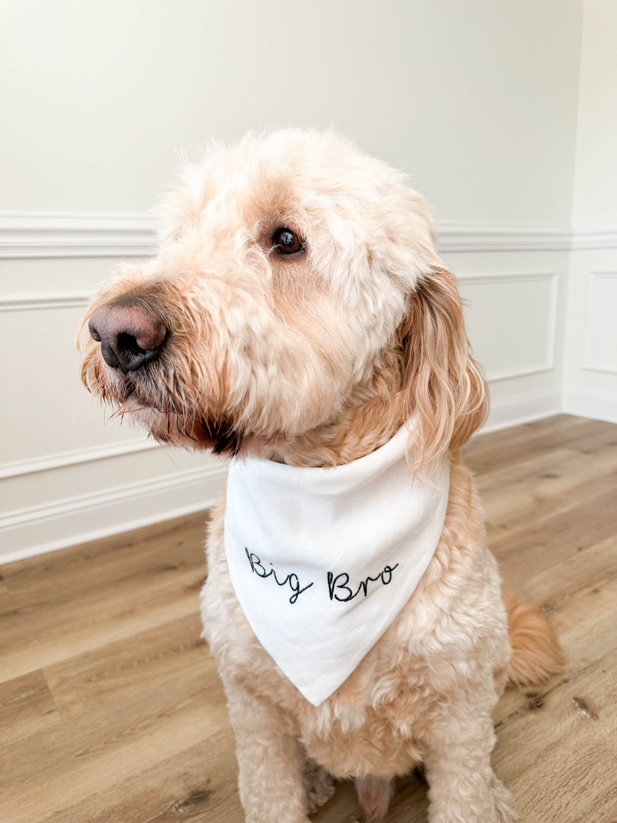 Dog wearing a bandana with 'Big Bro' text on a wooden floor.