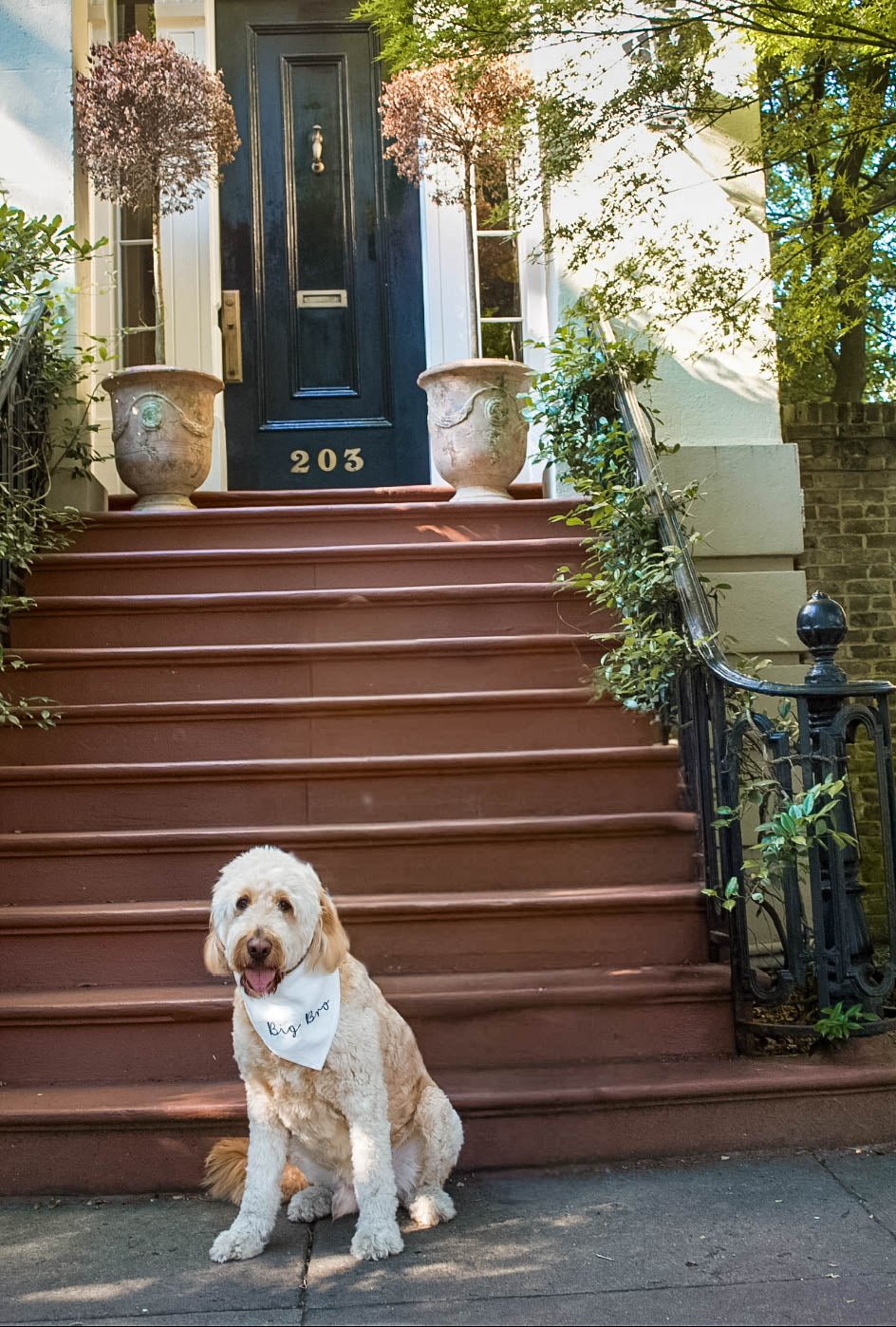 Dog sitting on a front step of a house with a blue door and number 203.