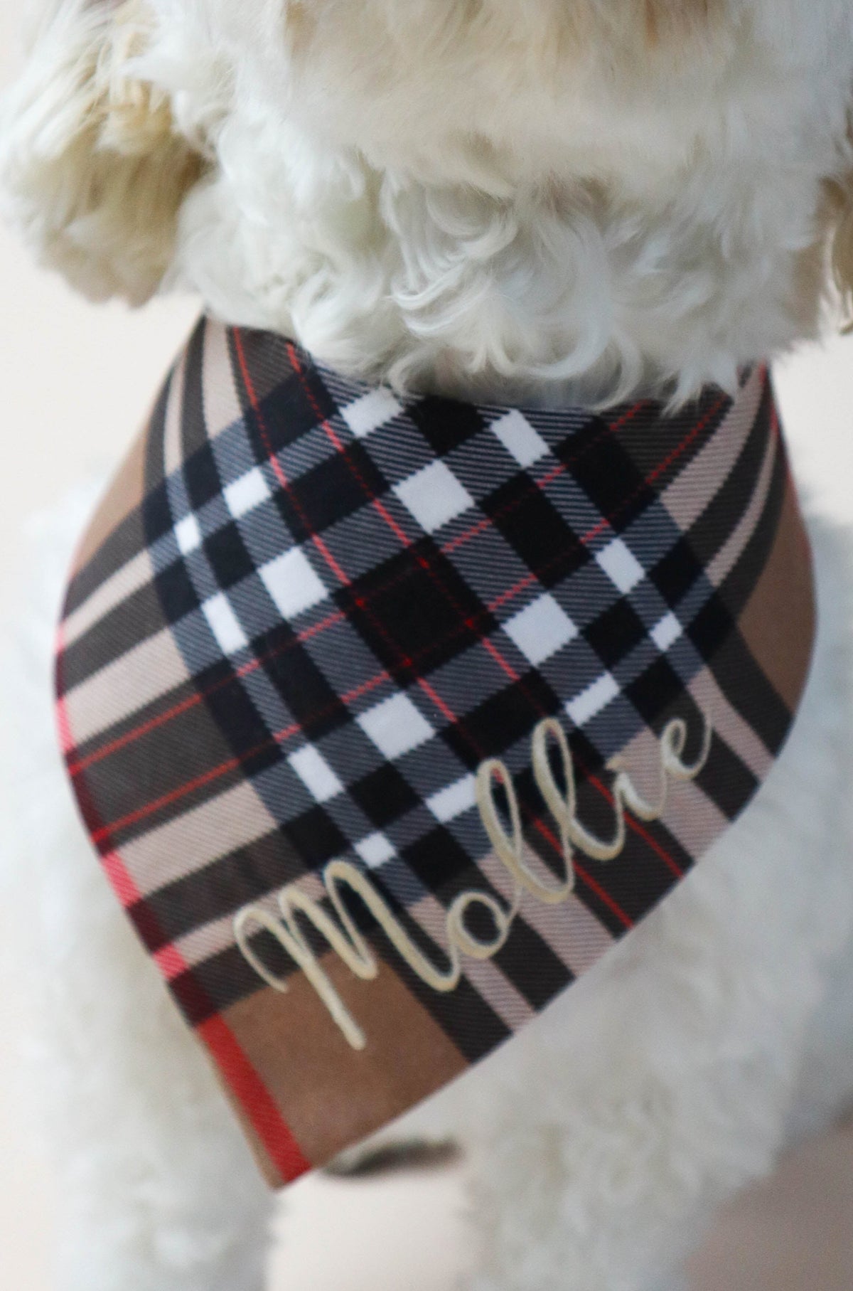 White dog wearing a plaid bandana with 'Mollie' on a plain background