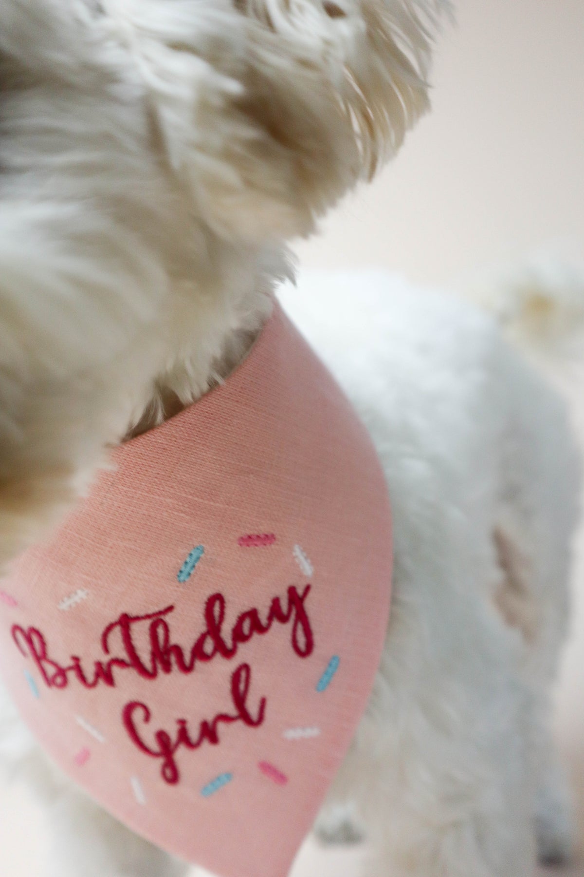 Pink dog bandana with 'Birthday Girl' text on a fluffy white dog