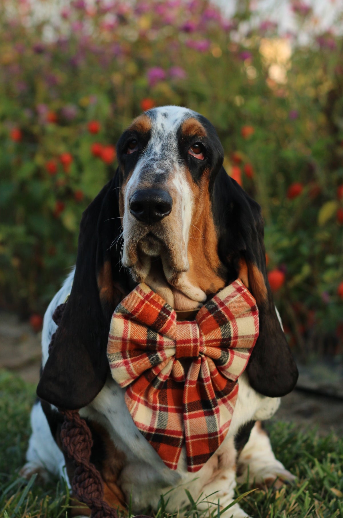dog wearing a plaid sailor bow in a natural setting with greenery and flowers.