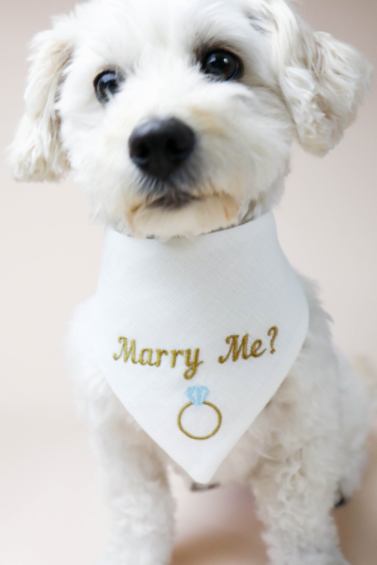 White dog wearing a bandana with 'Marry Me?' text and ring design.
