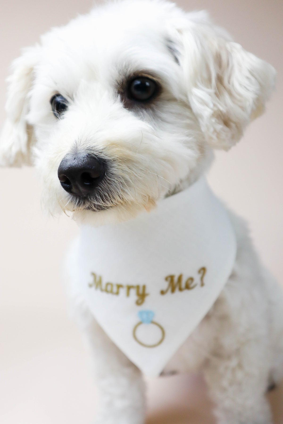 White dog wearing a bandana with 'Marry Me?' text and ring symbol.