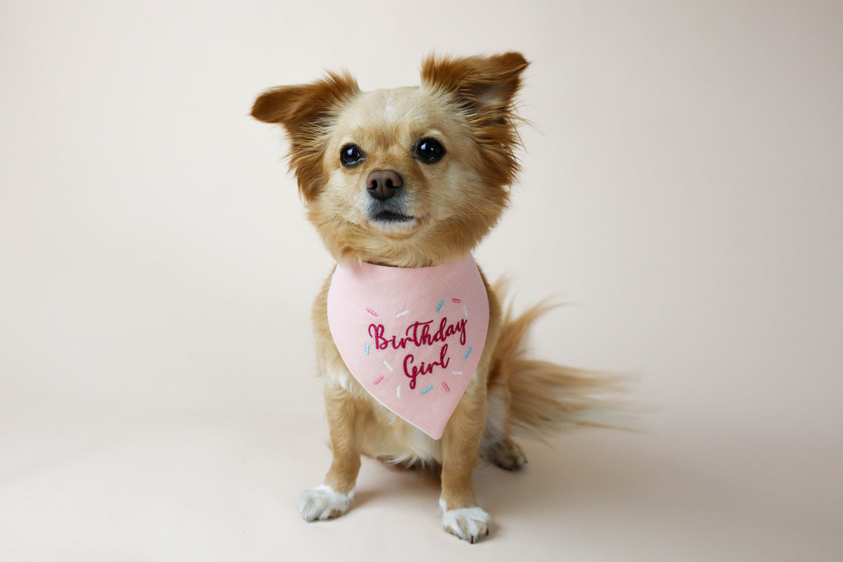 Small dog wearing a 'Birthday Girl' bandana on a plain background