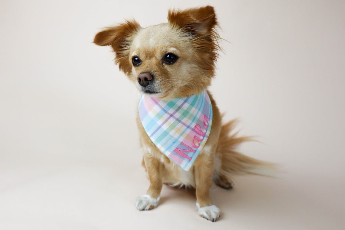Small dog wearing a colorful bandana with text on a plain background