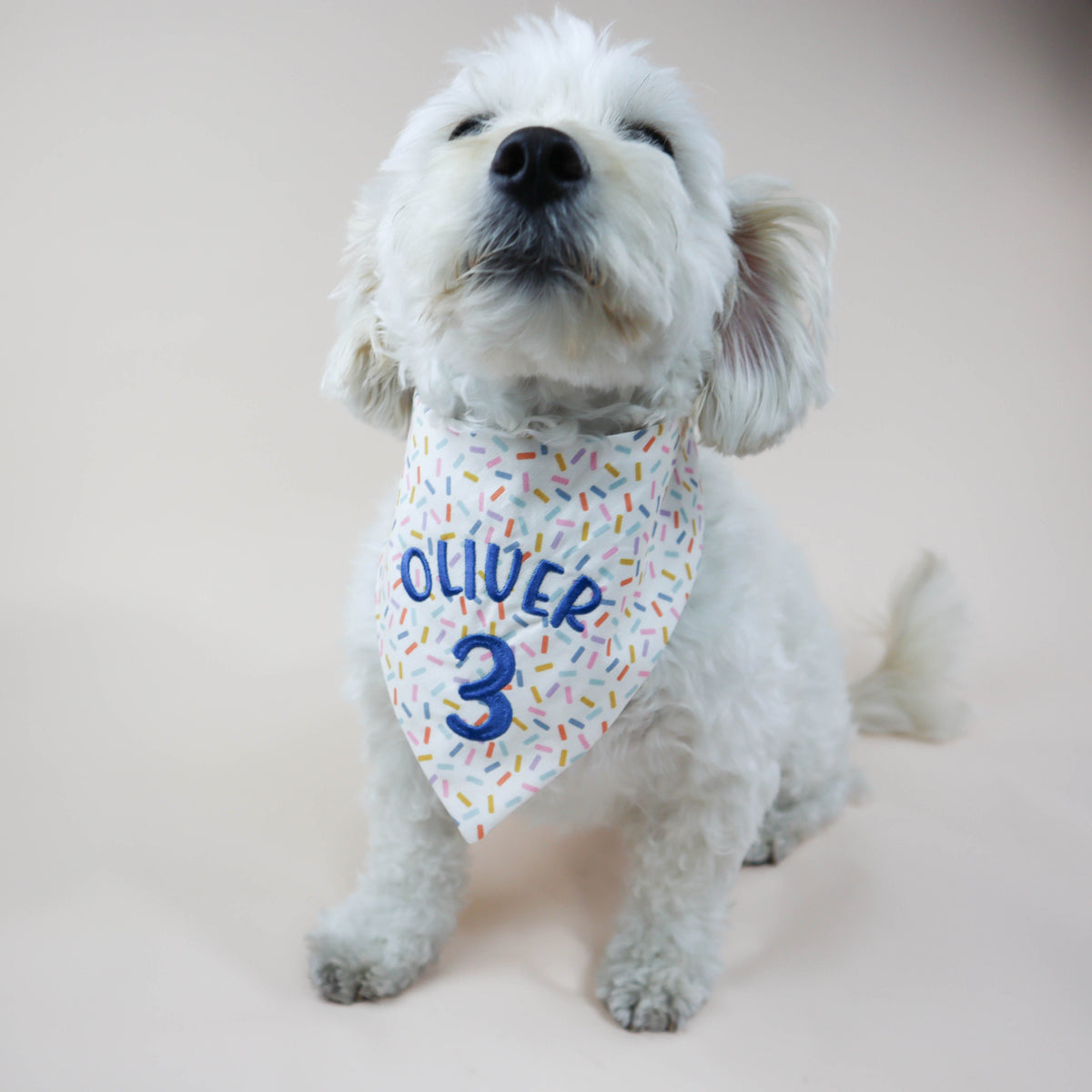 Small white dog wearing a bandana with 'Oliver 3' on a light background