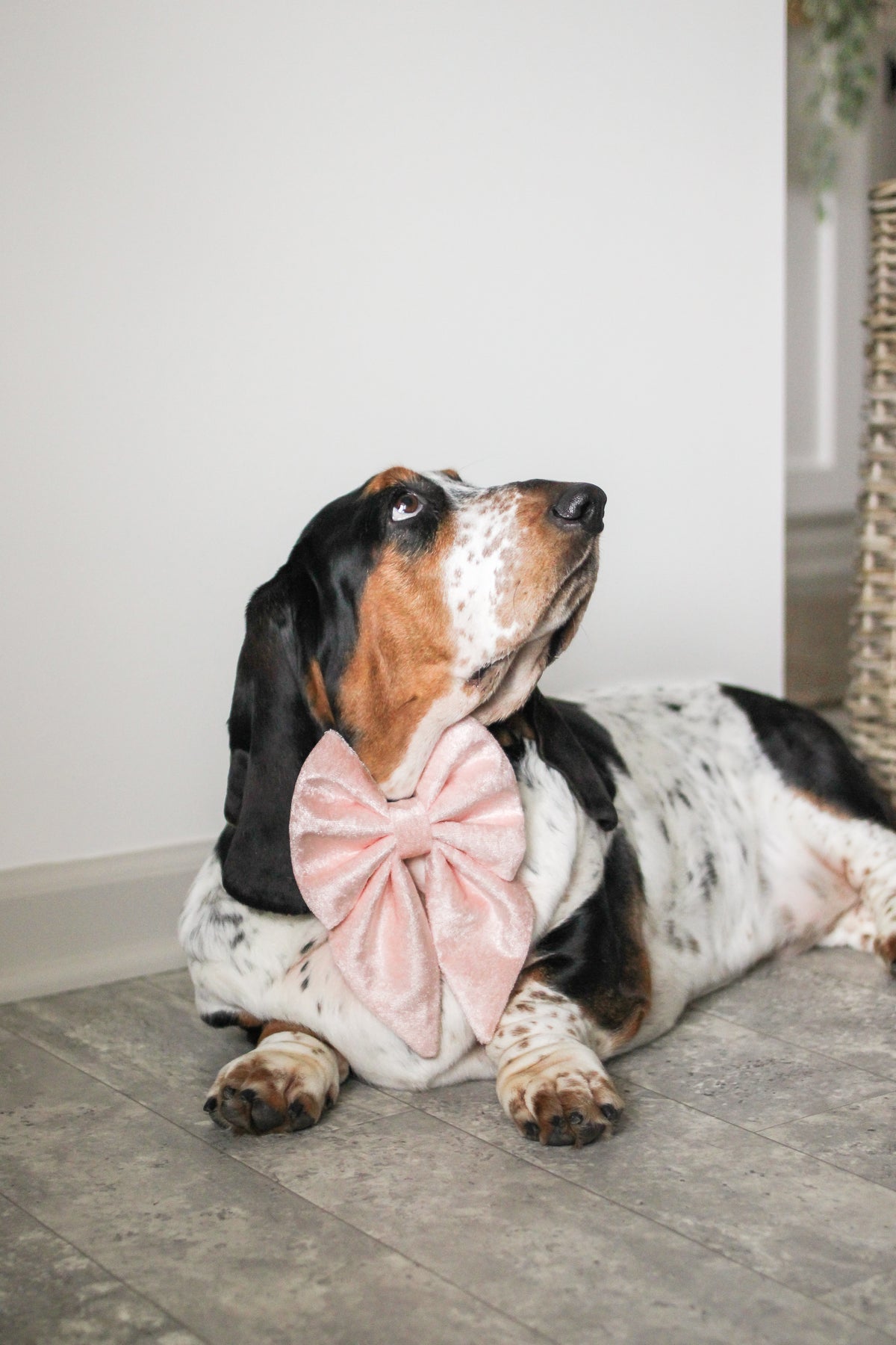 Dog wearing a pink bow tie sitting on a wooden floor.