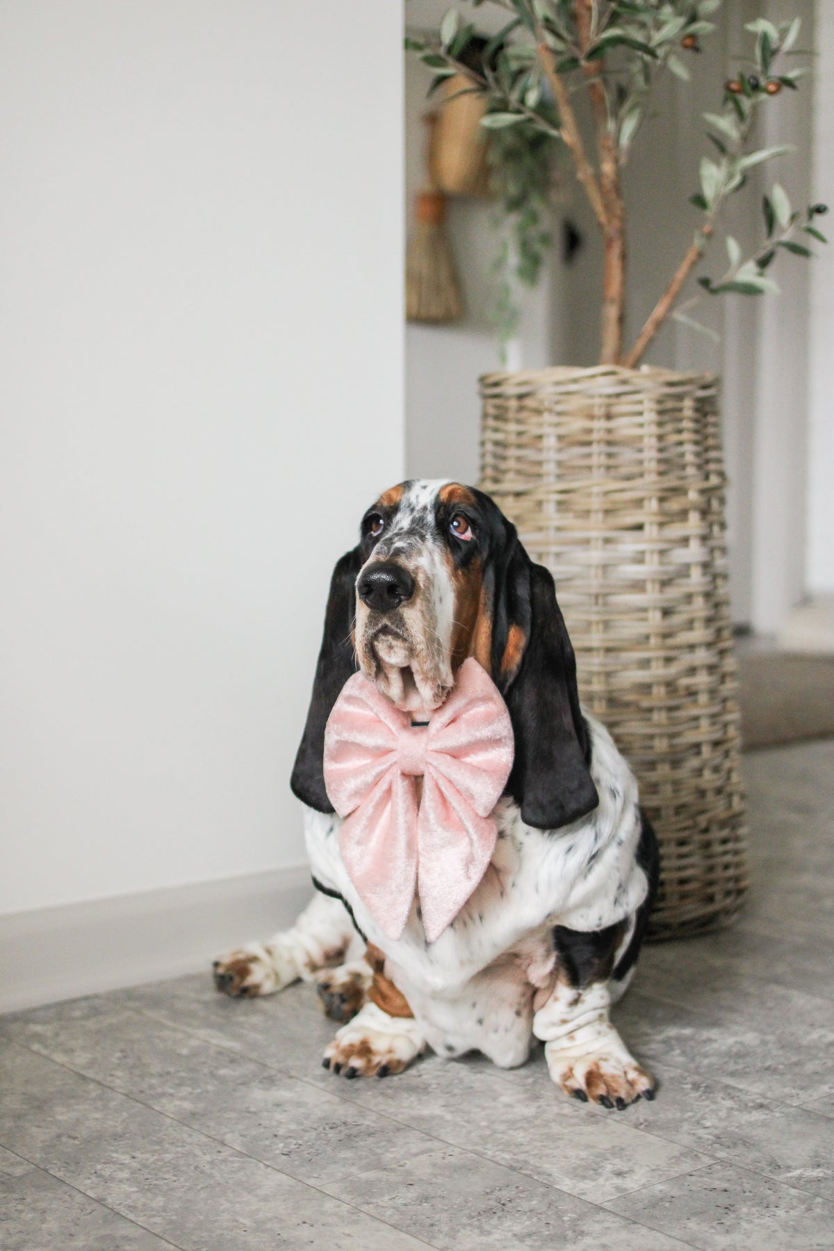 Dog wearing a pink bow tie sitting on a floor with a plant in the background