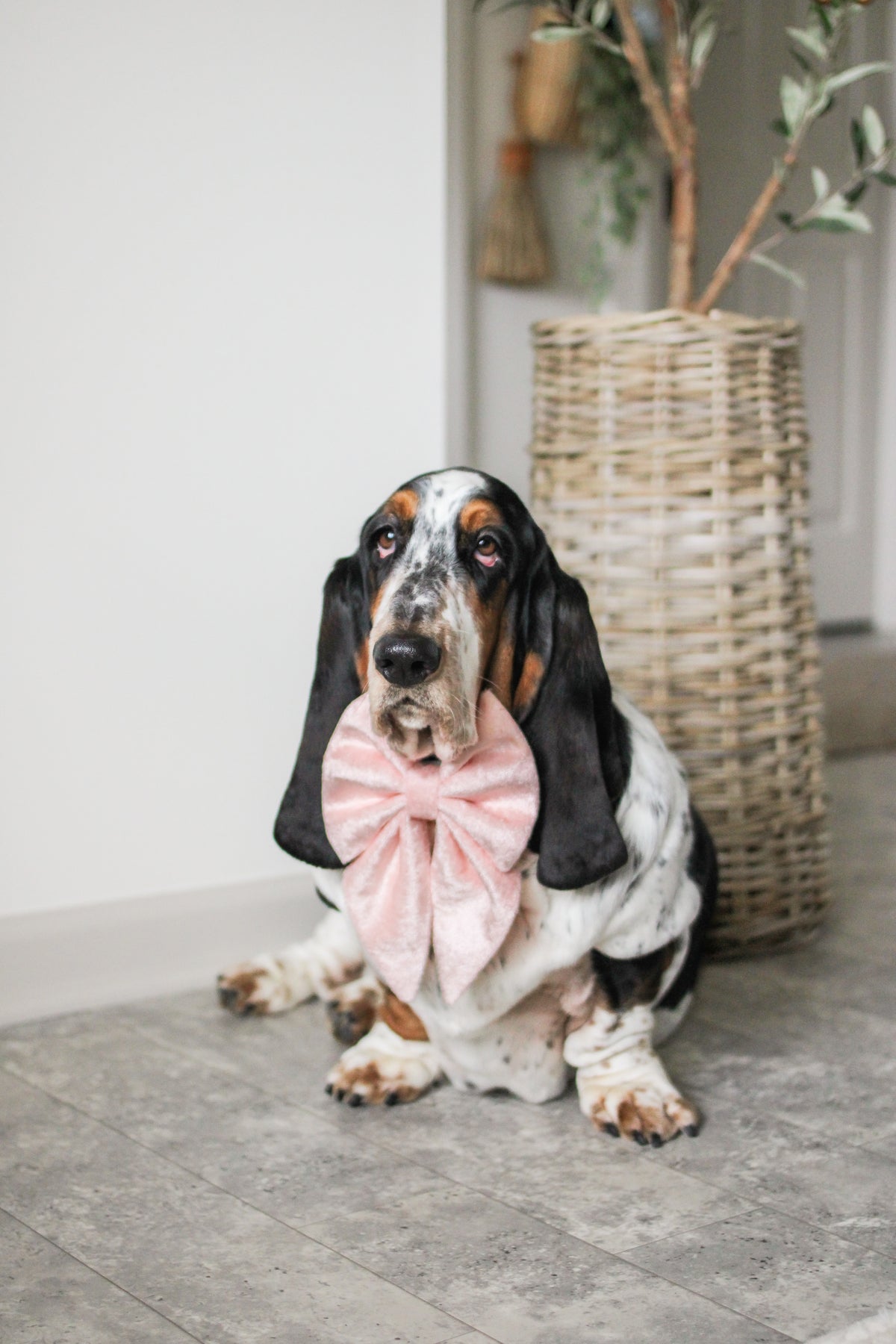 Dog wearing a pink bow tie indoors with a plant in the background