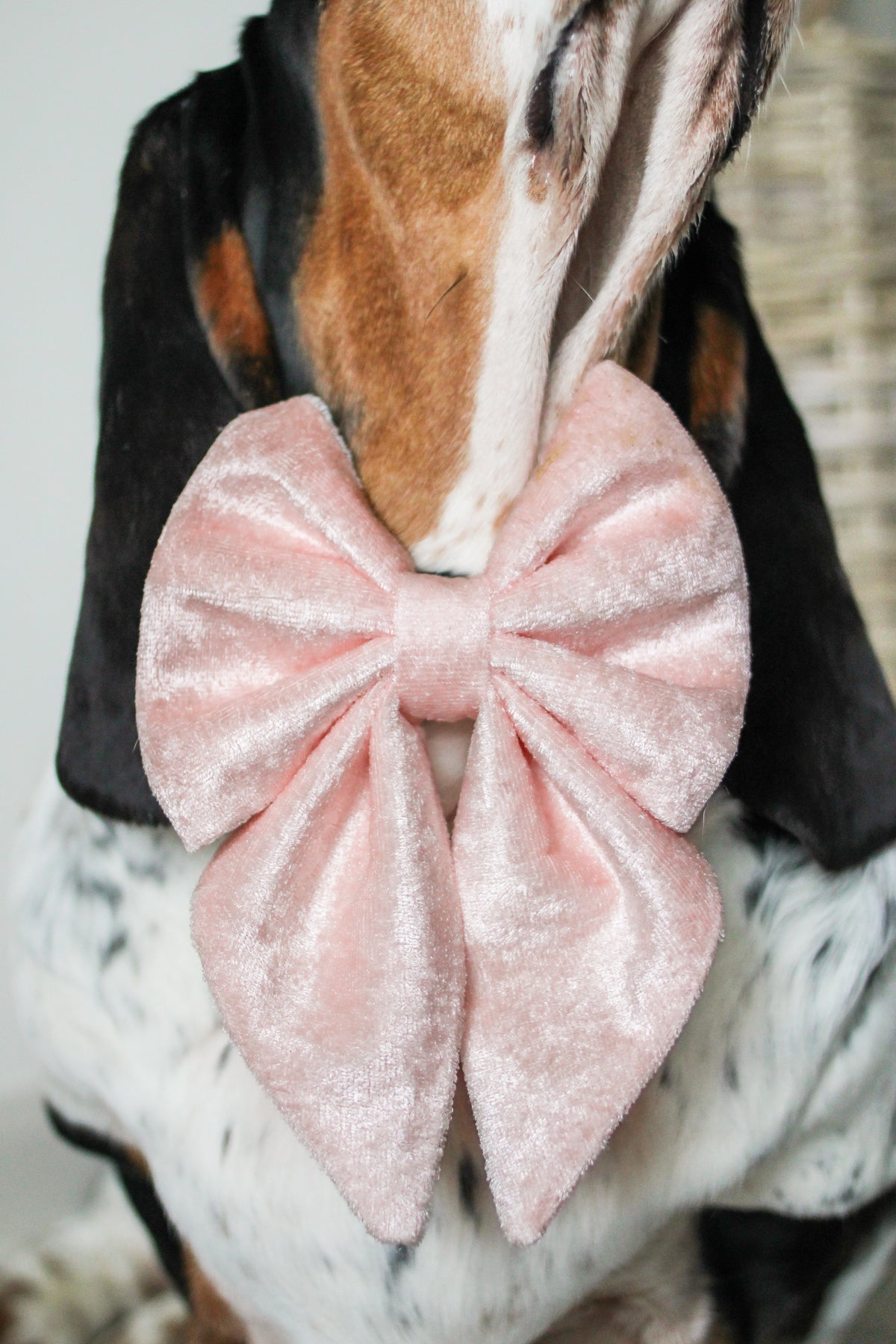 Dog wearing a pink velvet bow tie with a blurred background