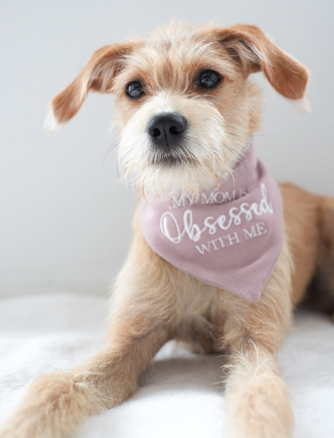 Dog wearing a pink bandana with text on a light background
