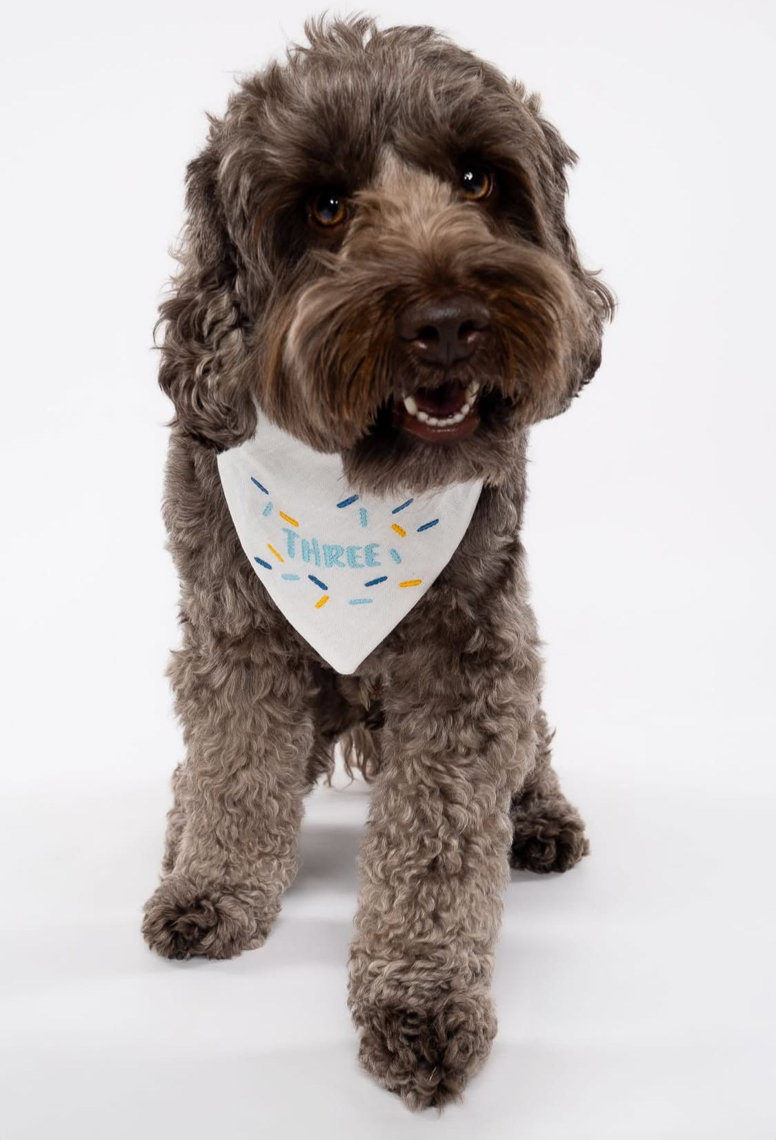 Dog wearing a birthday bandana with number and sprinkles on a white background