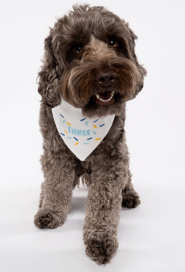 Dog wearing a birthday bandana with number and sprinkles on a white background