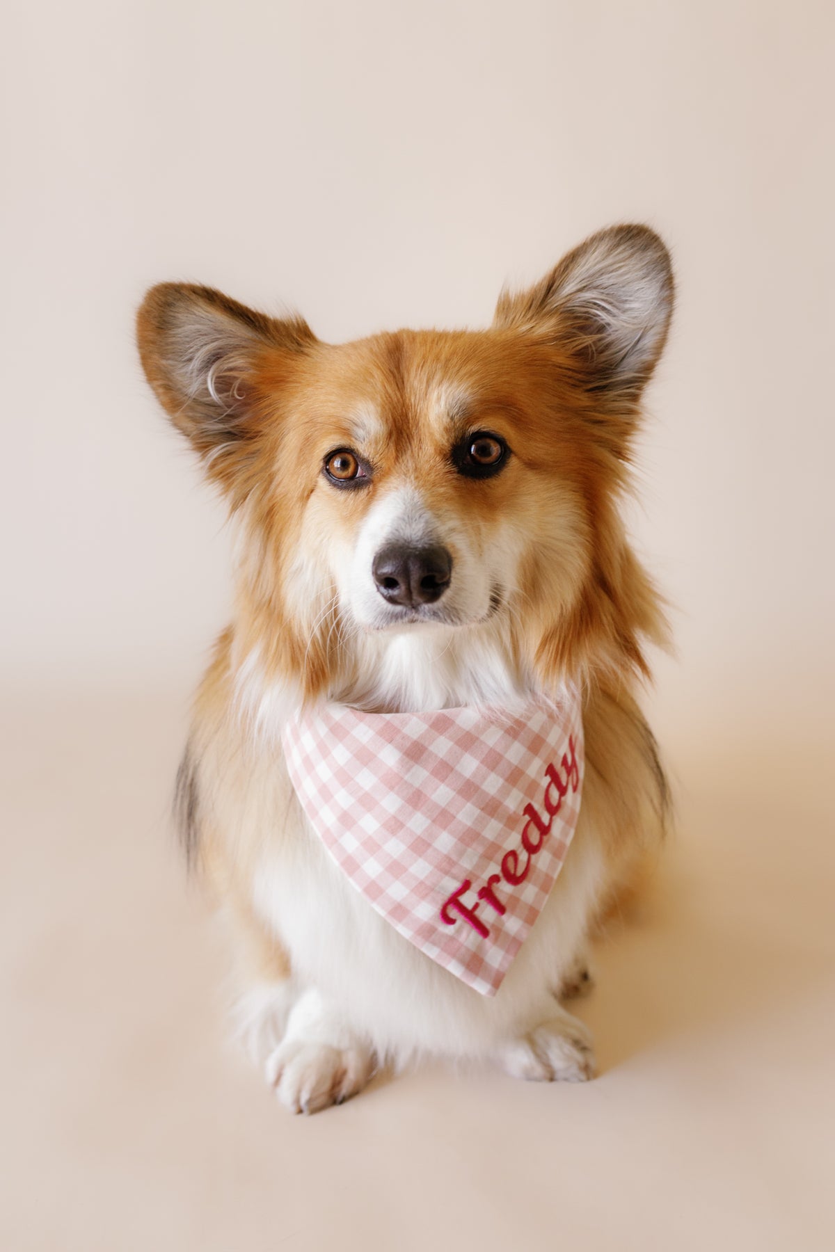 Dog wearing a checkered bandana with 'Freddy' on a plain background