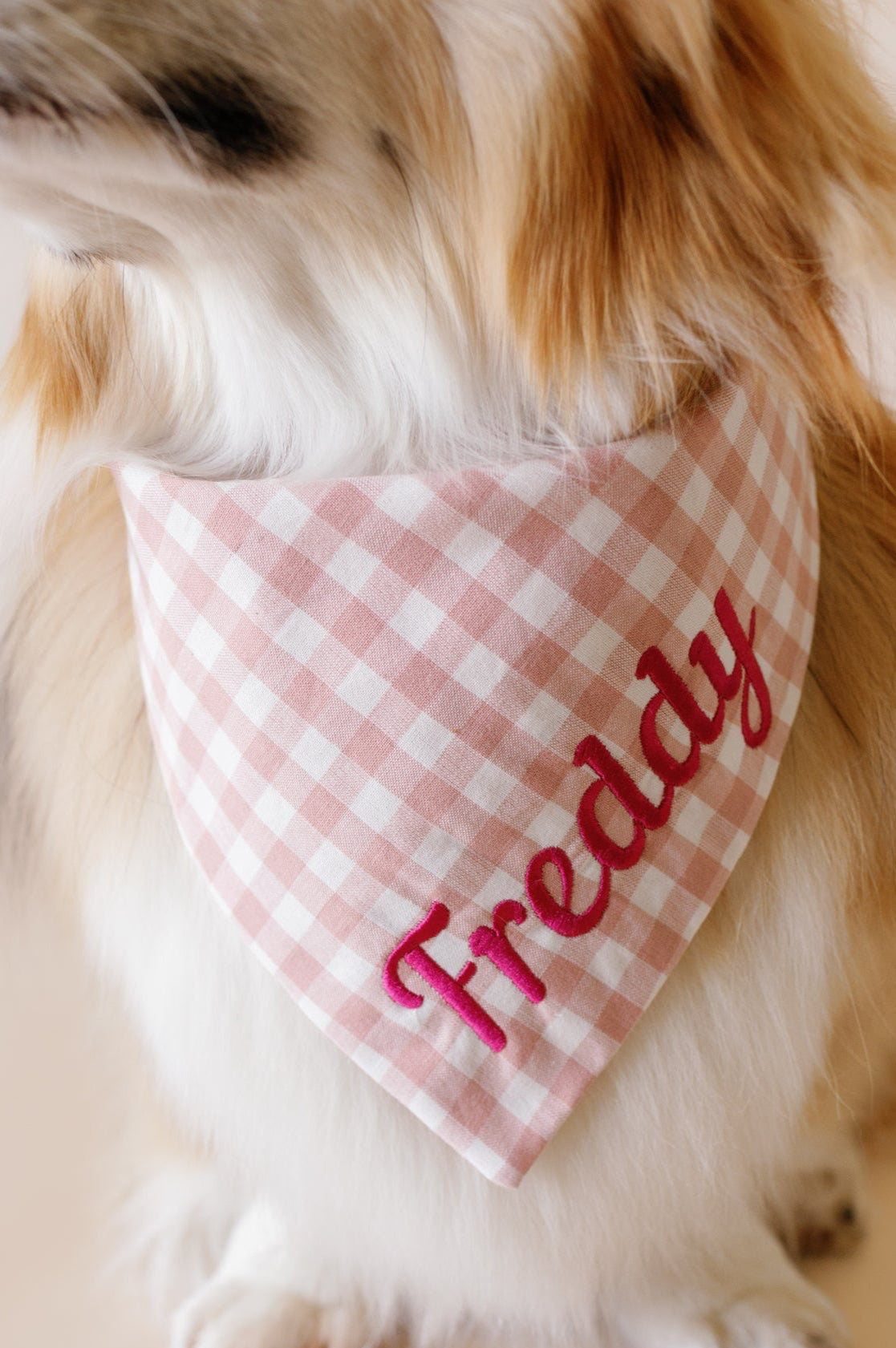 Dog wearing a pink checkered bandana with 'Friday' on a light background