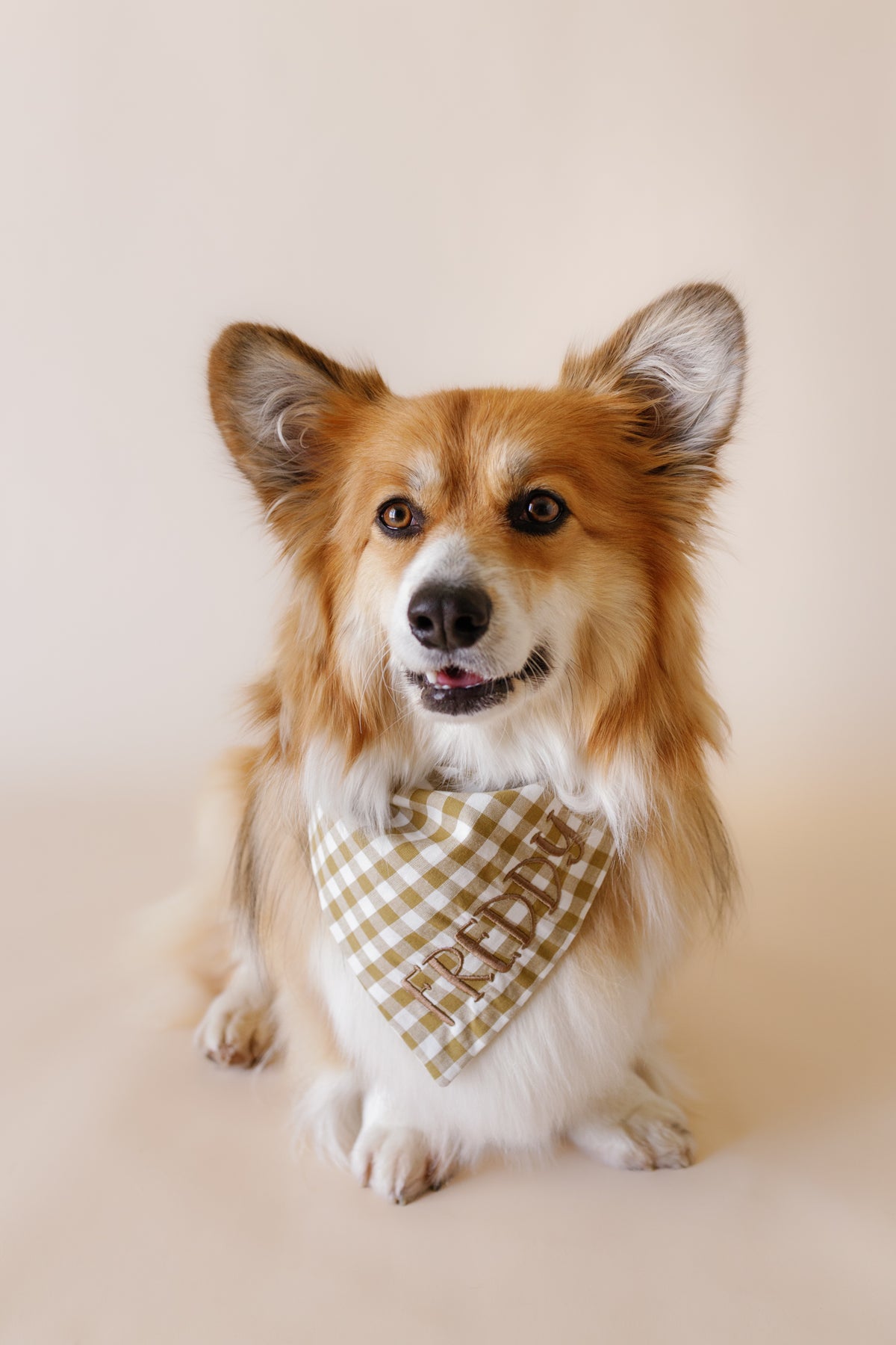 Dog wearing a green checkered bandana on a plain background