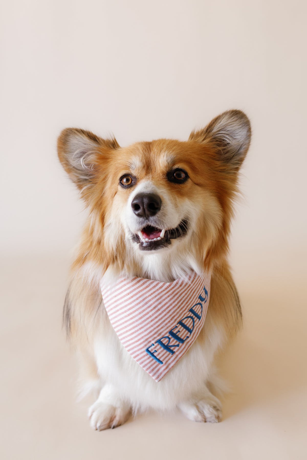 Dog wearing a red bandana with 'FREDDY' on a light background