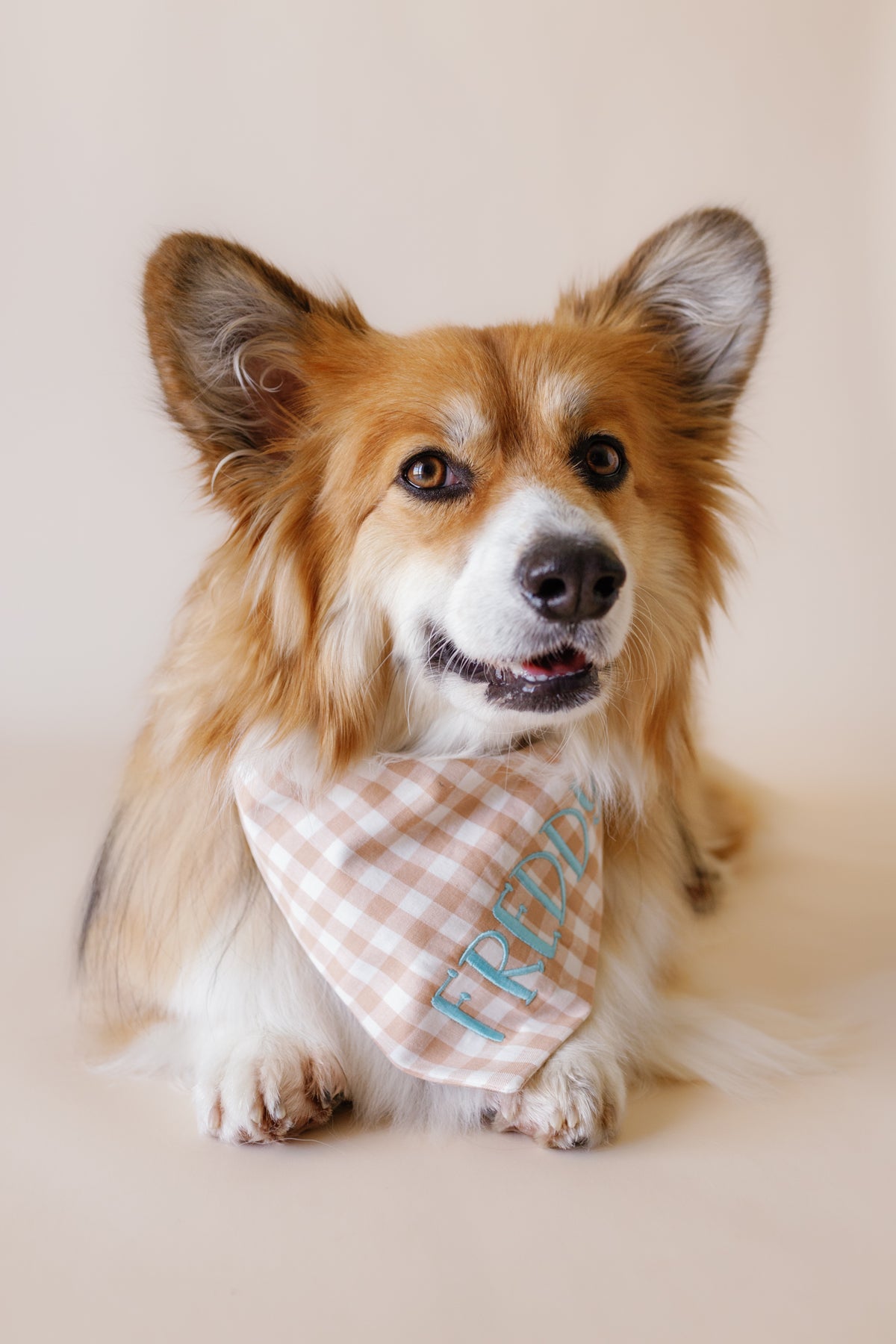 Dog wearing a checkered bandana with text on a plain background