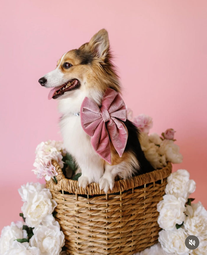 Dog with a pink bow in a basket surrounded by flowers on a pink background