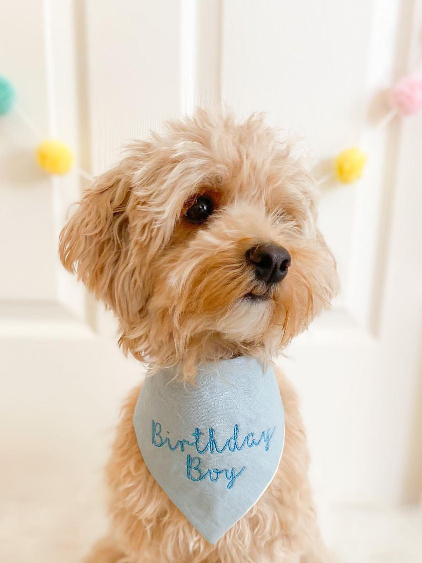 Dog wearing a 'Birthday Boy' bandana with a white background