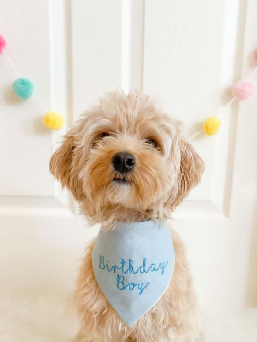 Dog wearing a blue bandana with 'Birthday Boy' text, standing indoors with colorful pom-poms in the background.