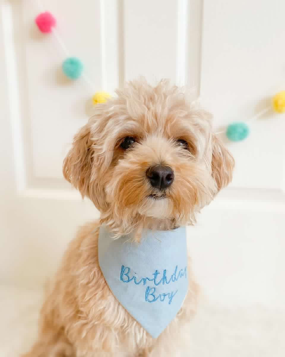 Dog wearing a 'Birthday Boy' bandana with colorful pom-pom decorations in the background.