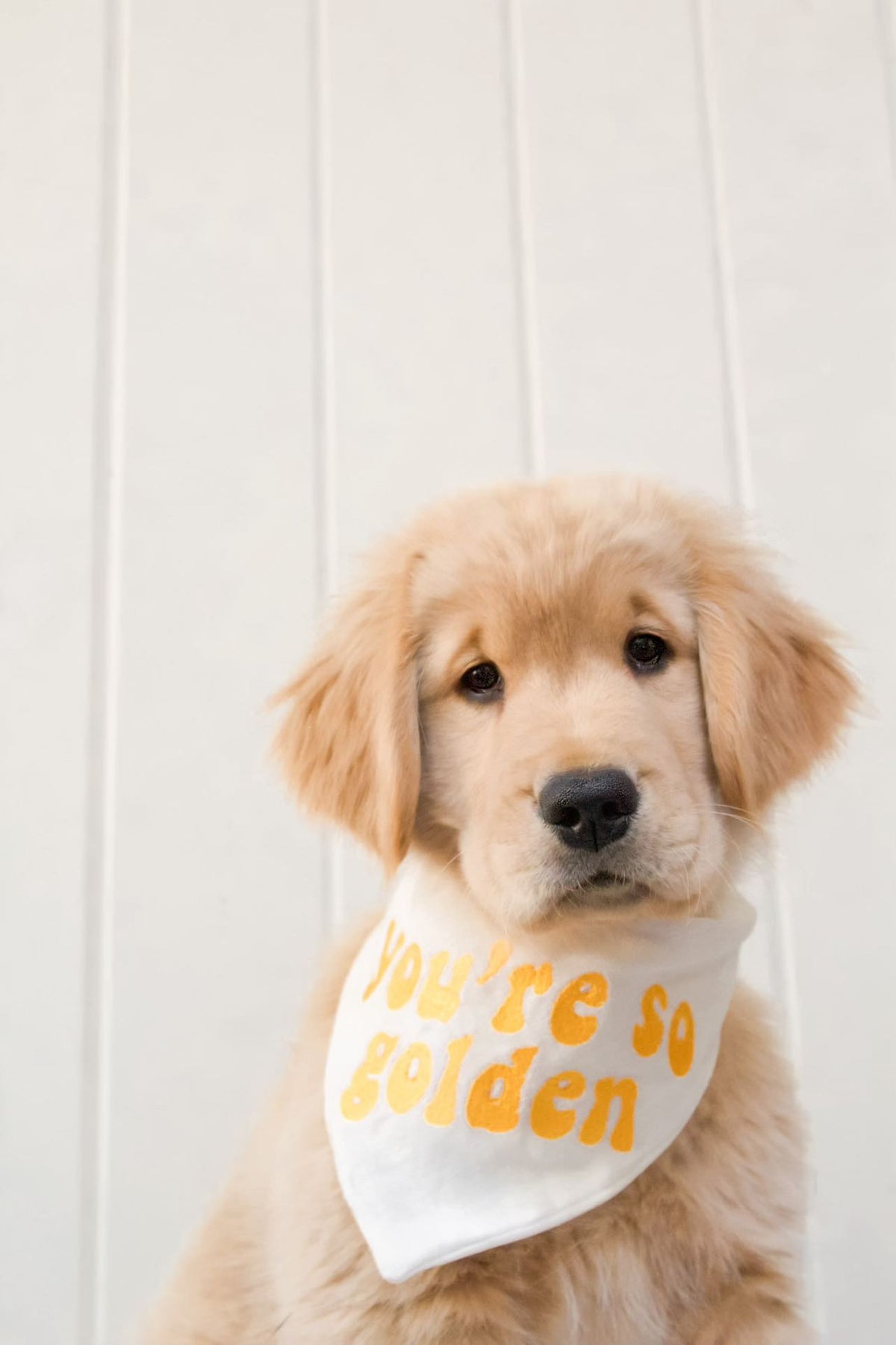 Golden retriever puppy wearing a bandana with 'You're so golden' text on a white background