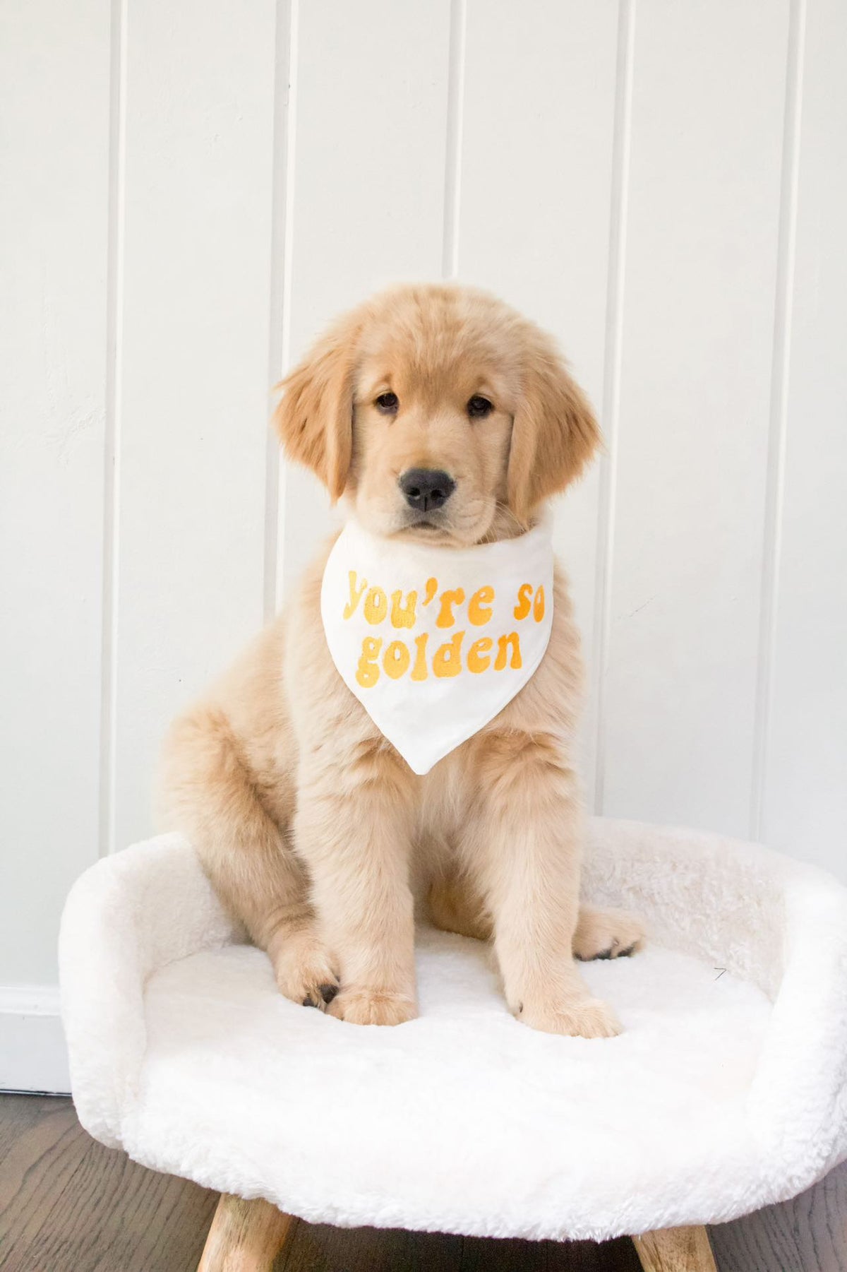 Puppy wearing a bandana with 'You're a Golden' text on a white pet bed.