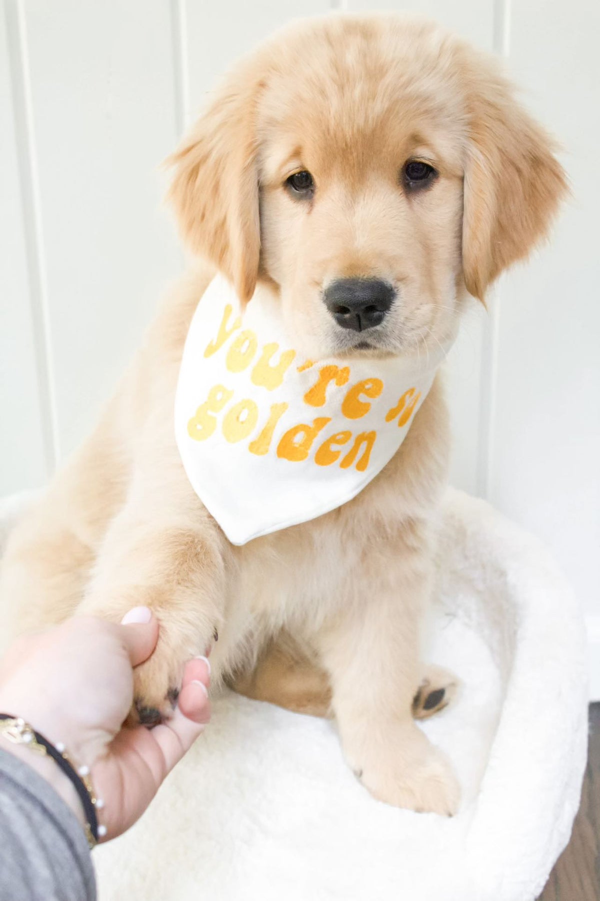 Puppy wearing a bandana with 'You're Golden' text on a white background