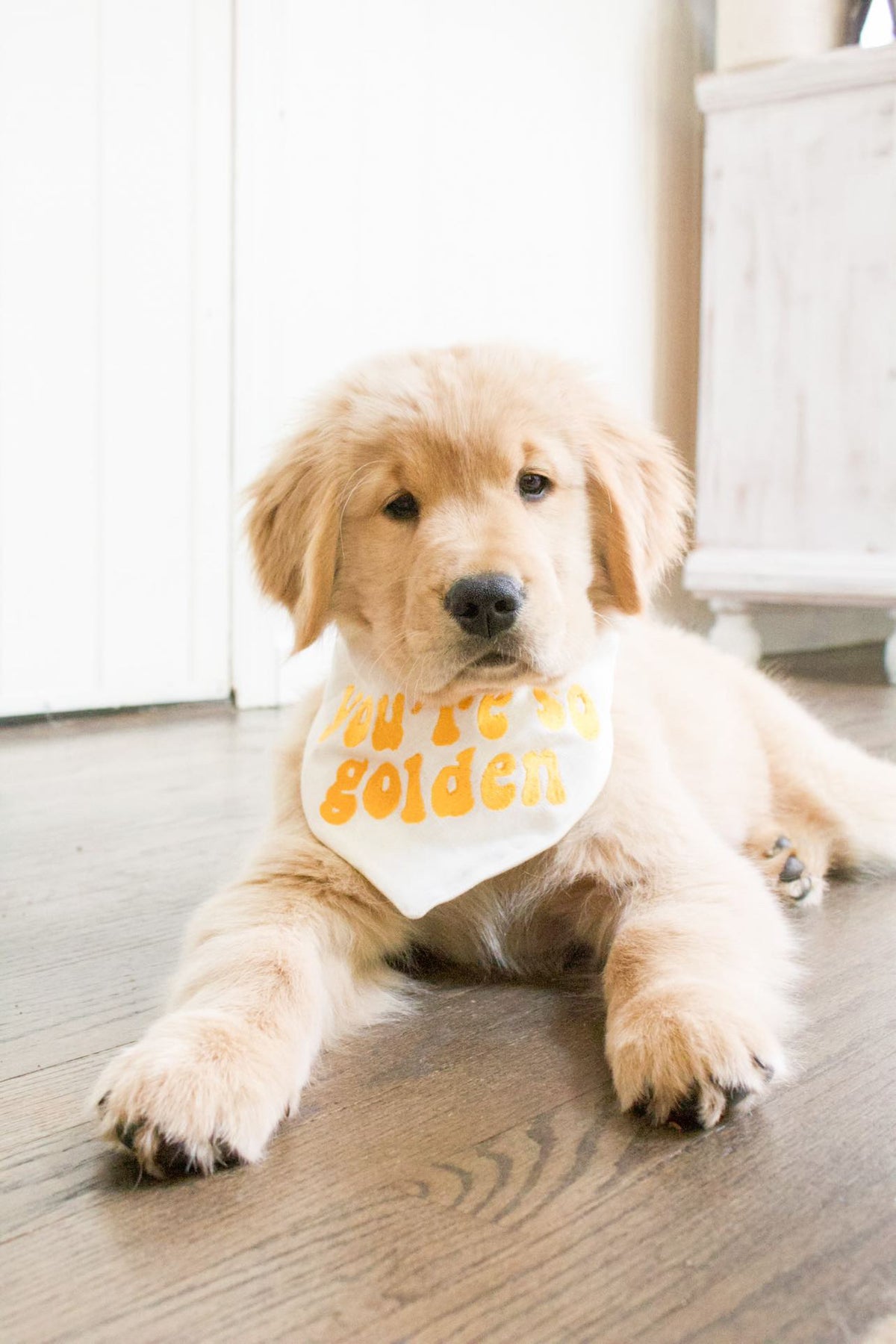 Golden retriever puppy wearing a bandana with 'you're so Golden' text on a wooden floor.