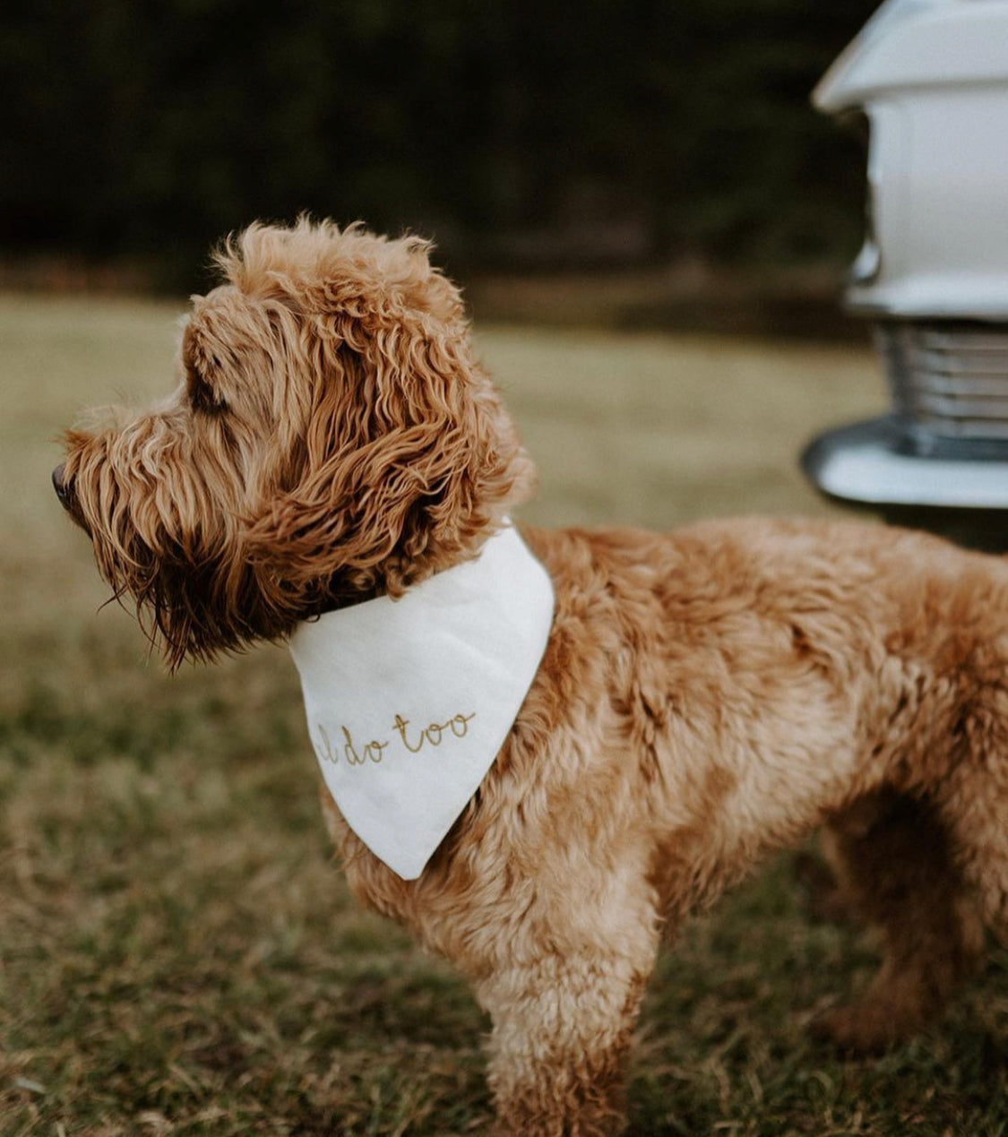 Brown dog wearing a white bandana with i do too text, standing on grass.