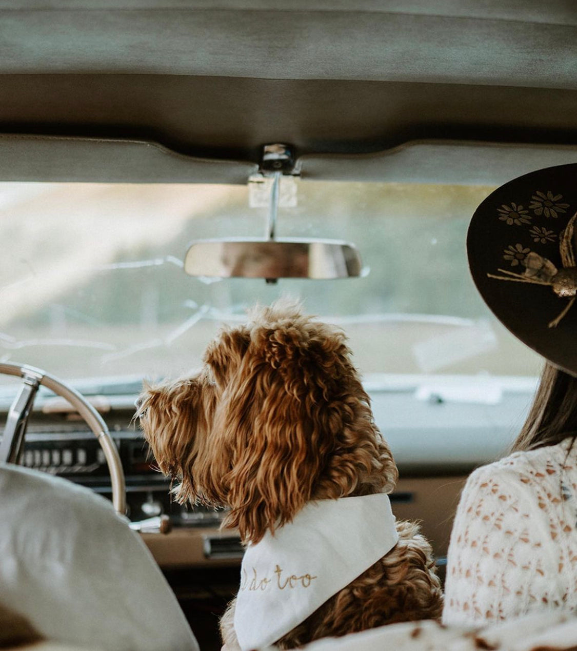 Dog sitting in a vintage car with a person partially visible wearing an i do too dog bandana