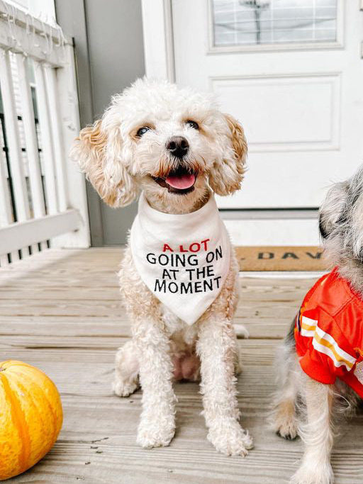 Two dogs on a porch with pumpkins, one wearing a shirt and the other in a sports jersey.