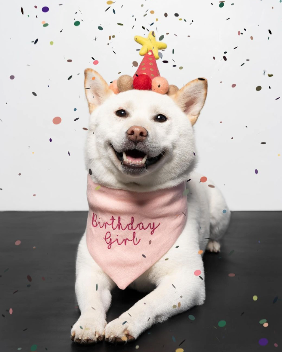 Dog wearing a birthday hat and 'Birthday Girl' bandana with confetti in the background