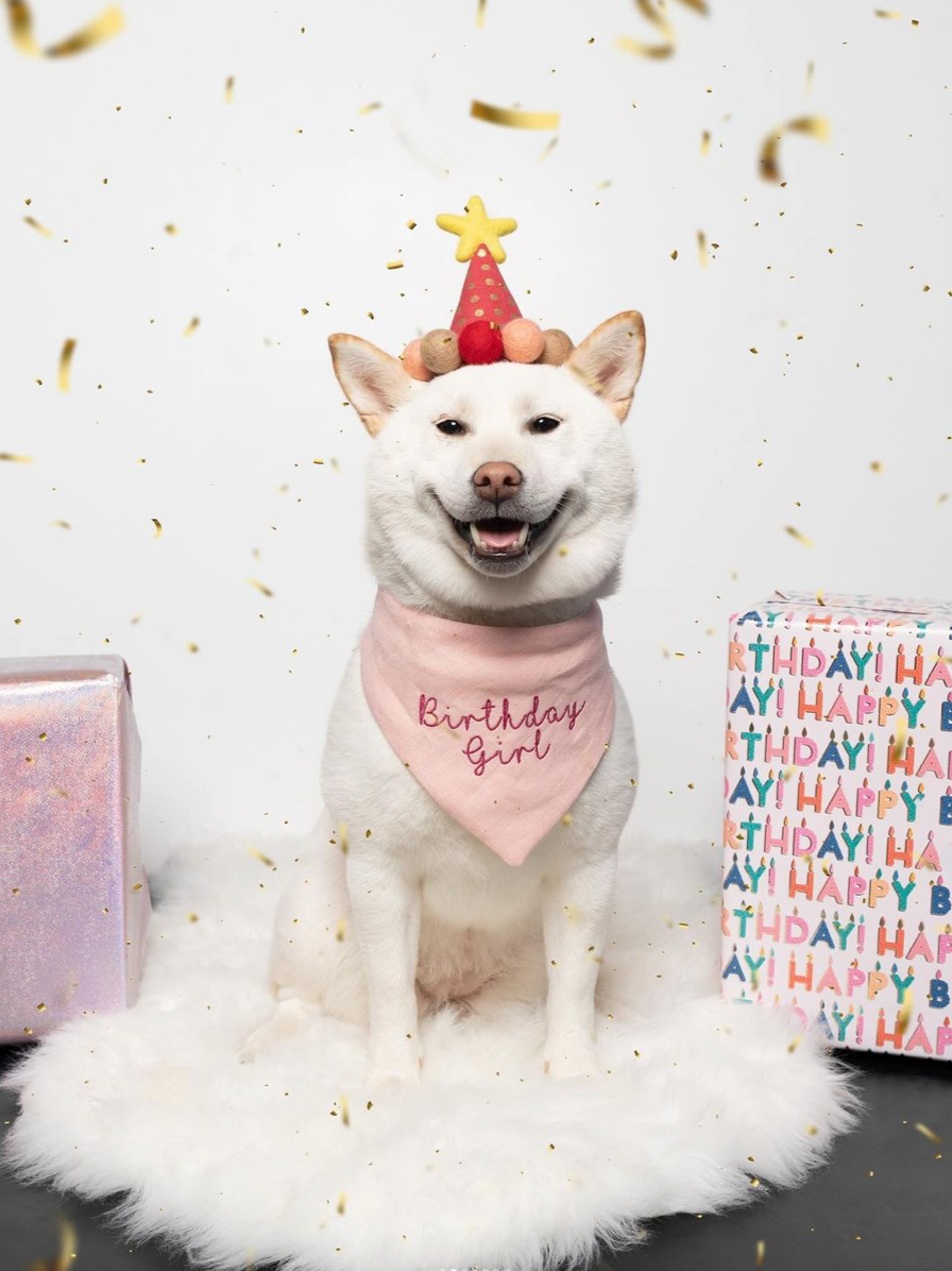 White dog wearing a birthday hat and bandana with confetti and gift boxes in the background