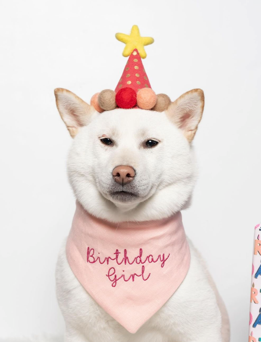 White dog wearing a birthday-themed hat and 'Birthday Girl' bandana on a white background