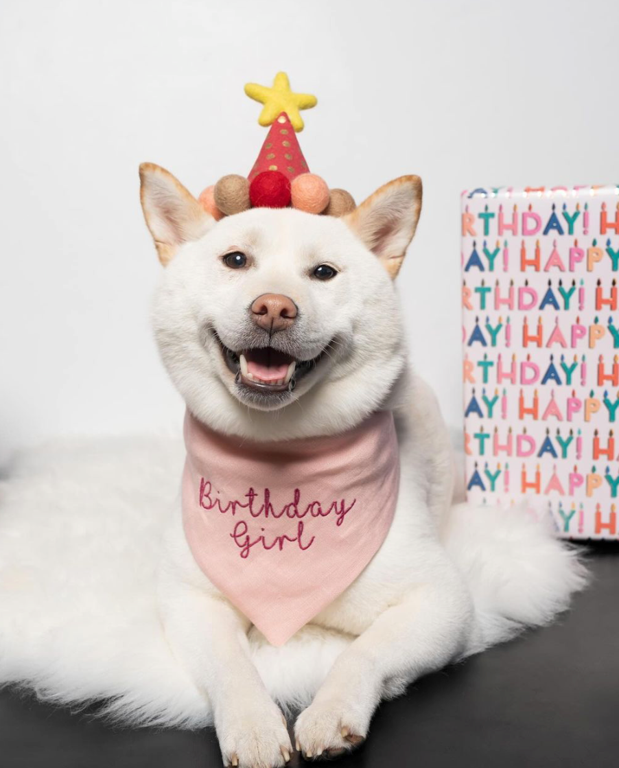 White dog wearing a 'Birthday Girl' bandana and party hat with a 'Happy Birthday' sign in the background.
