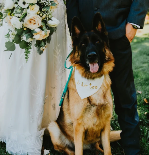 I do too wedding dog bandana